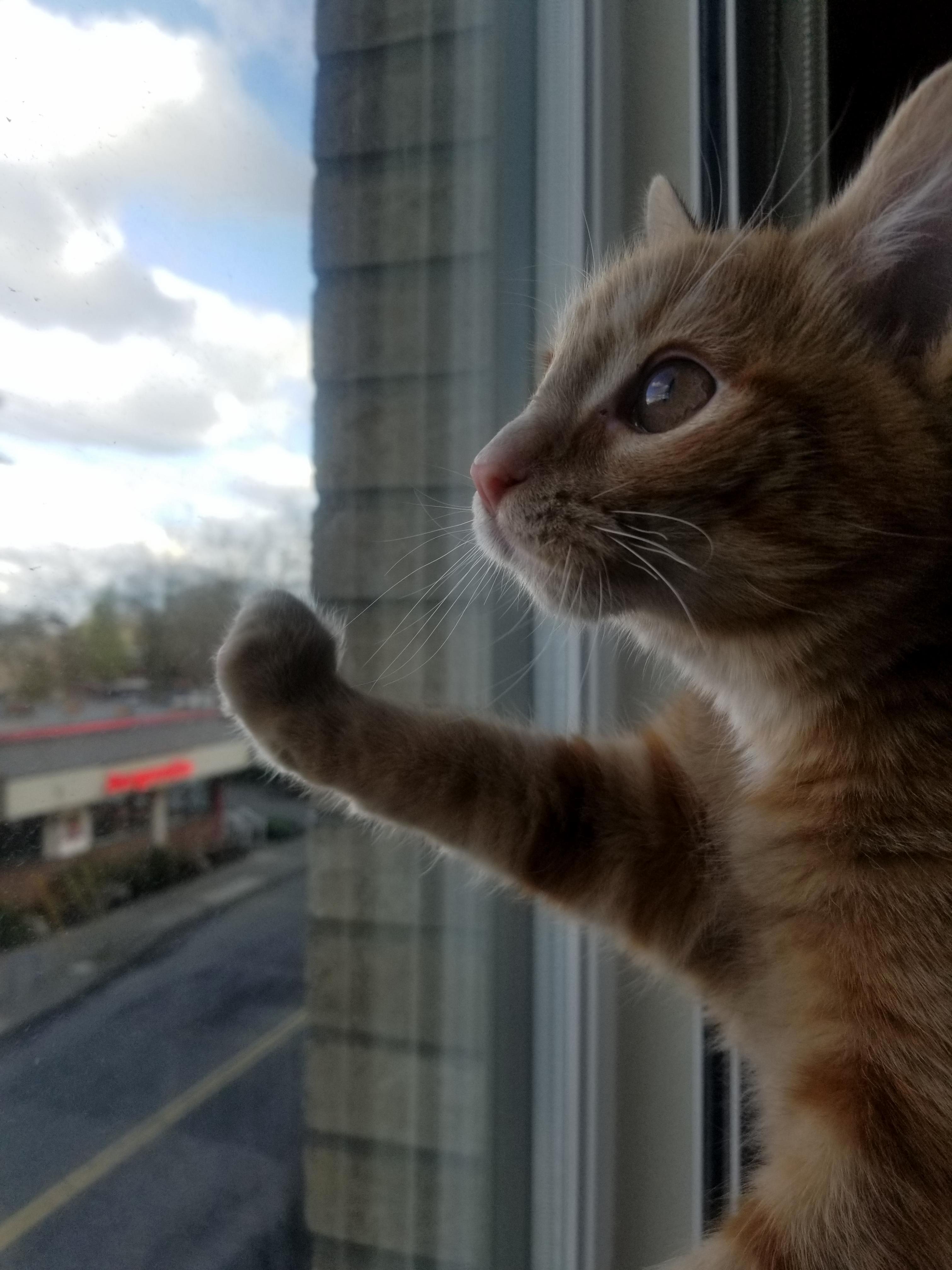 Window Boi