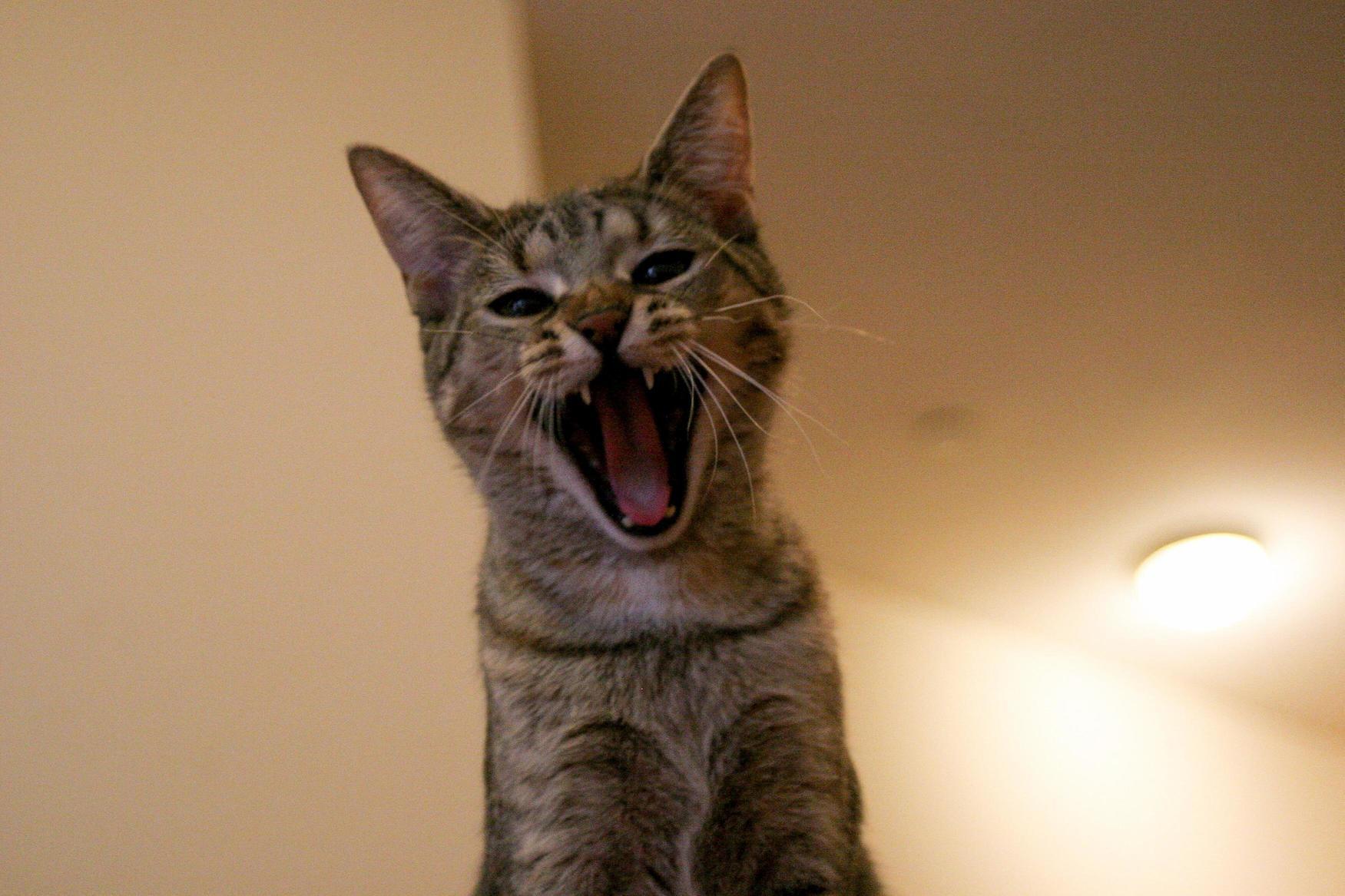 Working on Her Roar!
