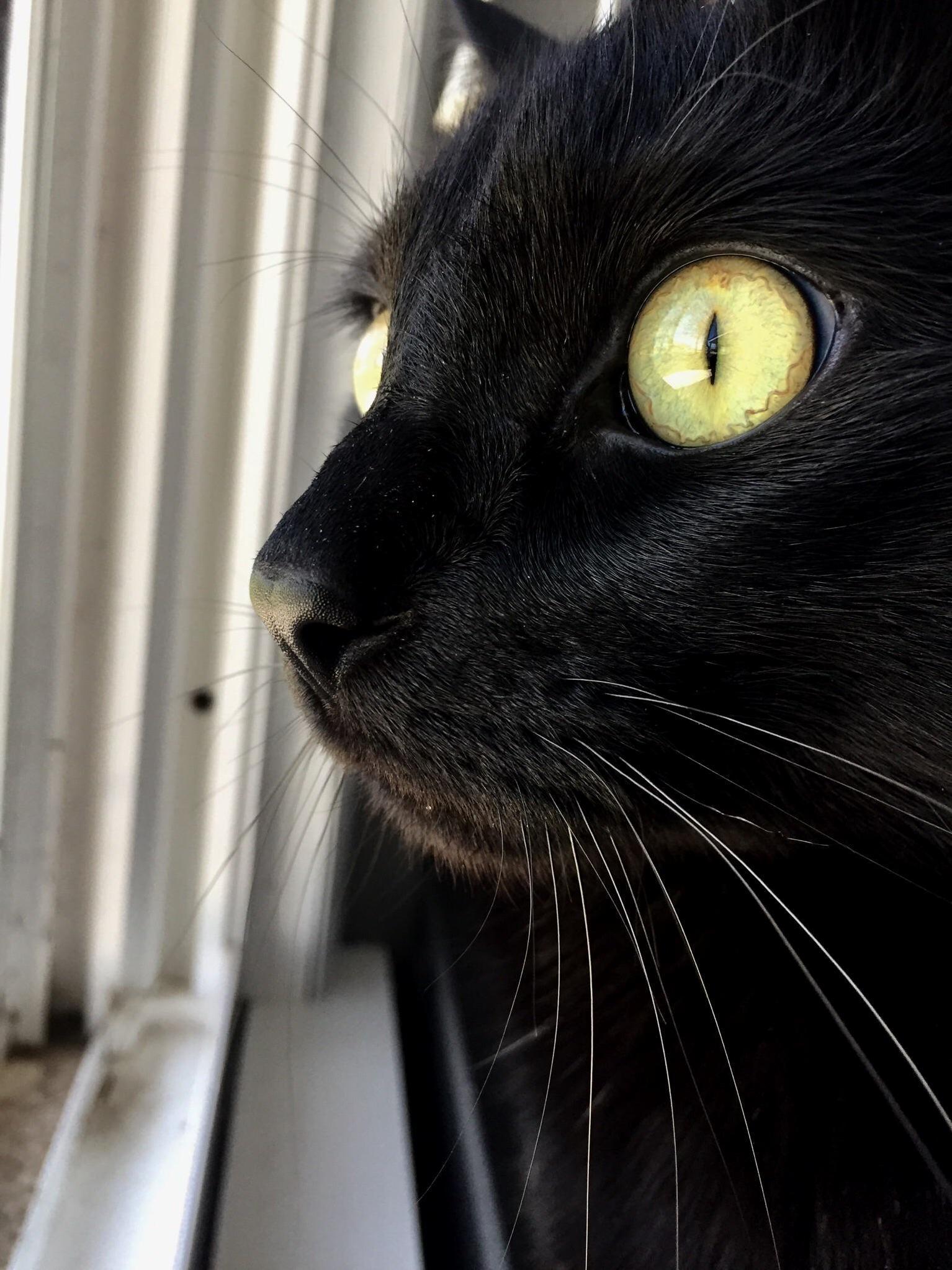 Yellow Eyes. Curious Eyes.