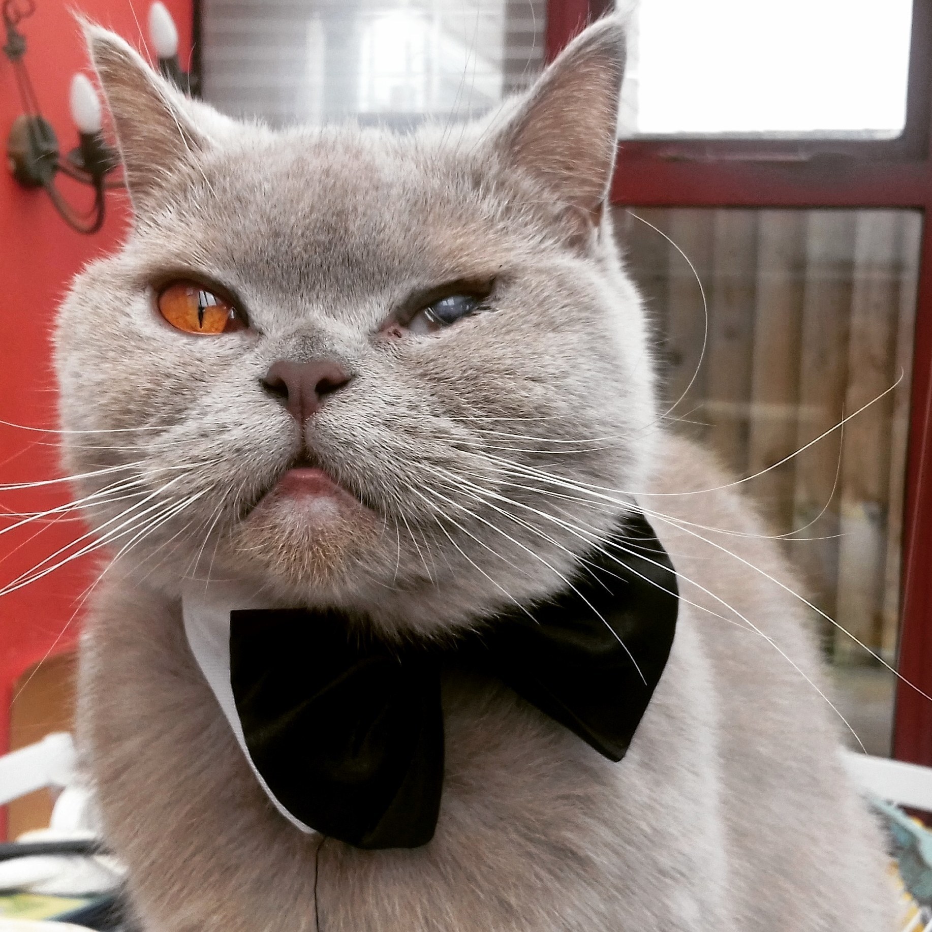 Yes Maam, I Know Theres a Mouse in Your Soup. Quite Frankly I Dont See the Problem.