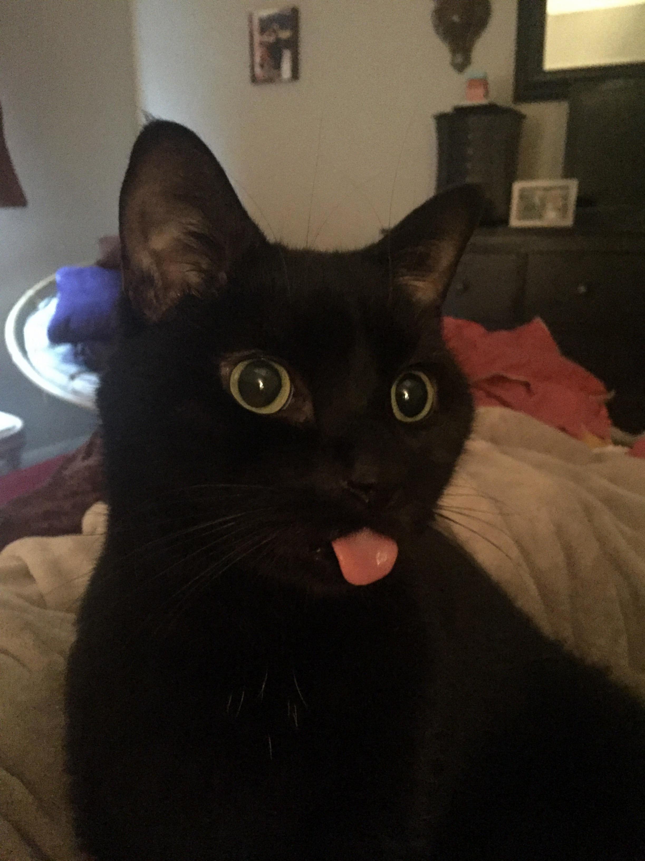 Yesterday I Had to Say Goodbye to Midnight, My Friend and Companion for the Last Seven Years. He Was a Weird, Lovable Little Goofball and Ill Miss Him Dearly.