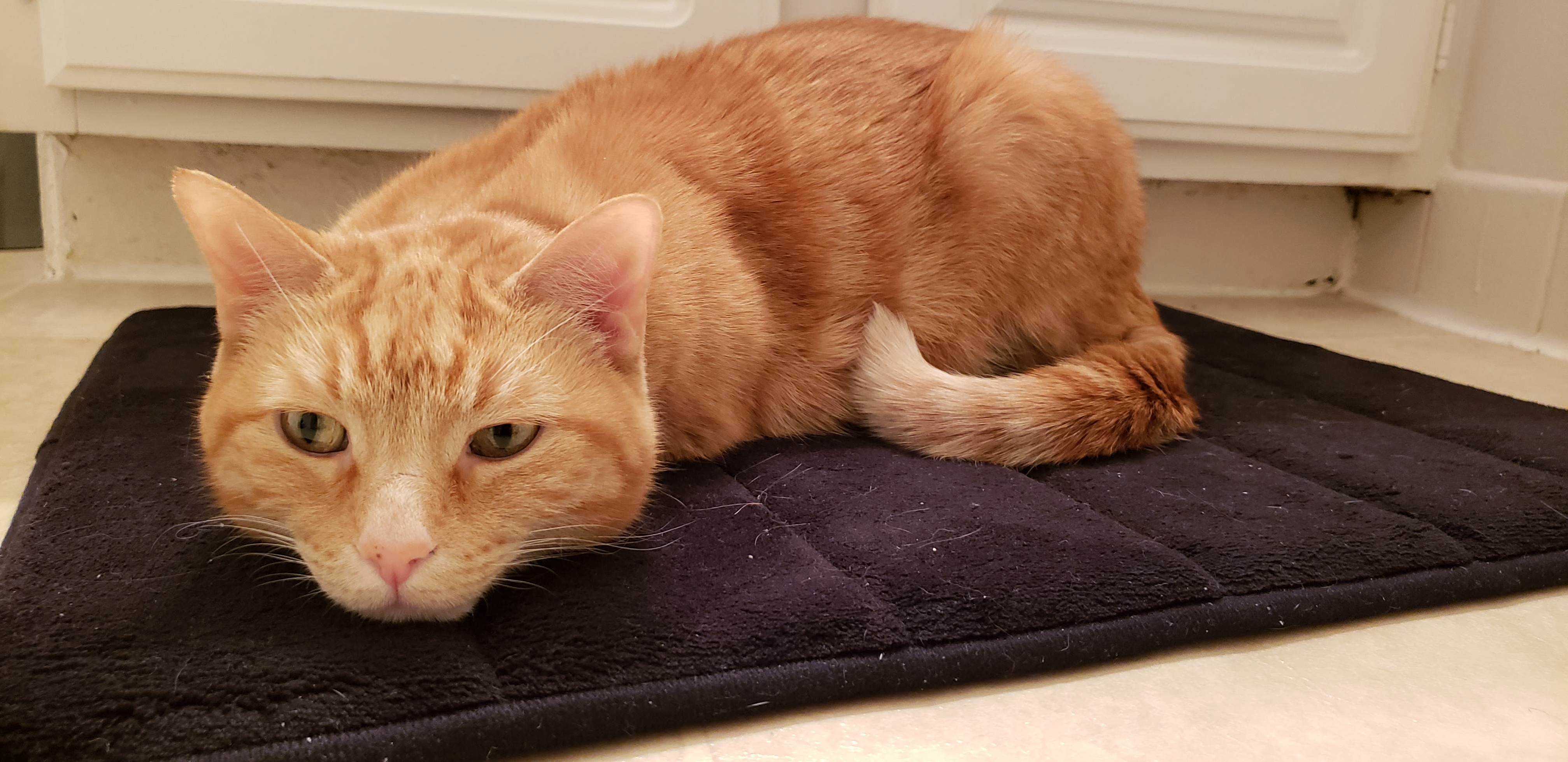 You Can Tell This Is Her Bath Mat