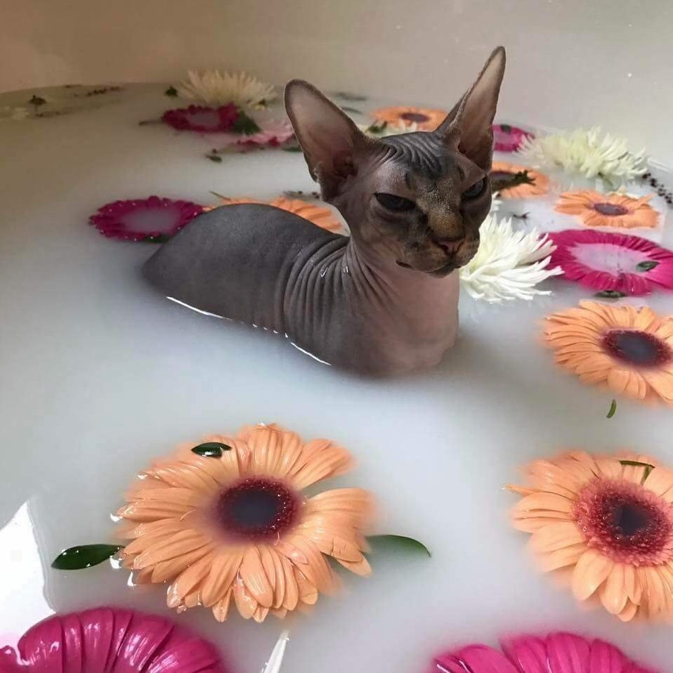You Pleased Me Well Hooman.