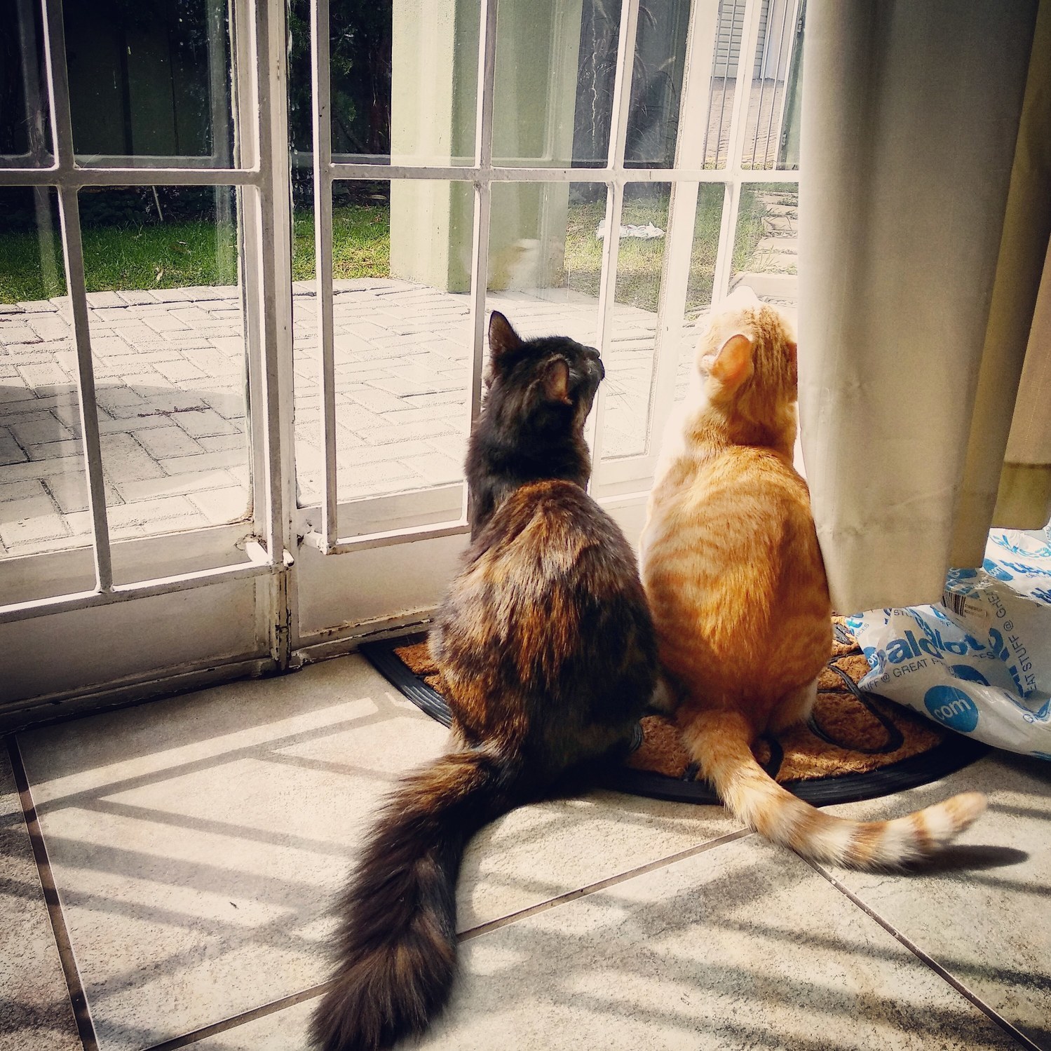 Yuki and Oni Saw a Fly. Fly Must Die.