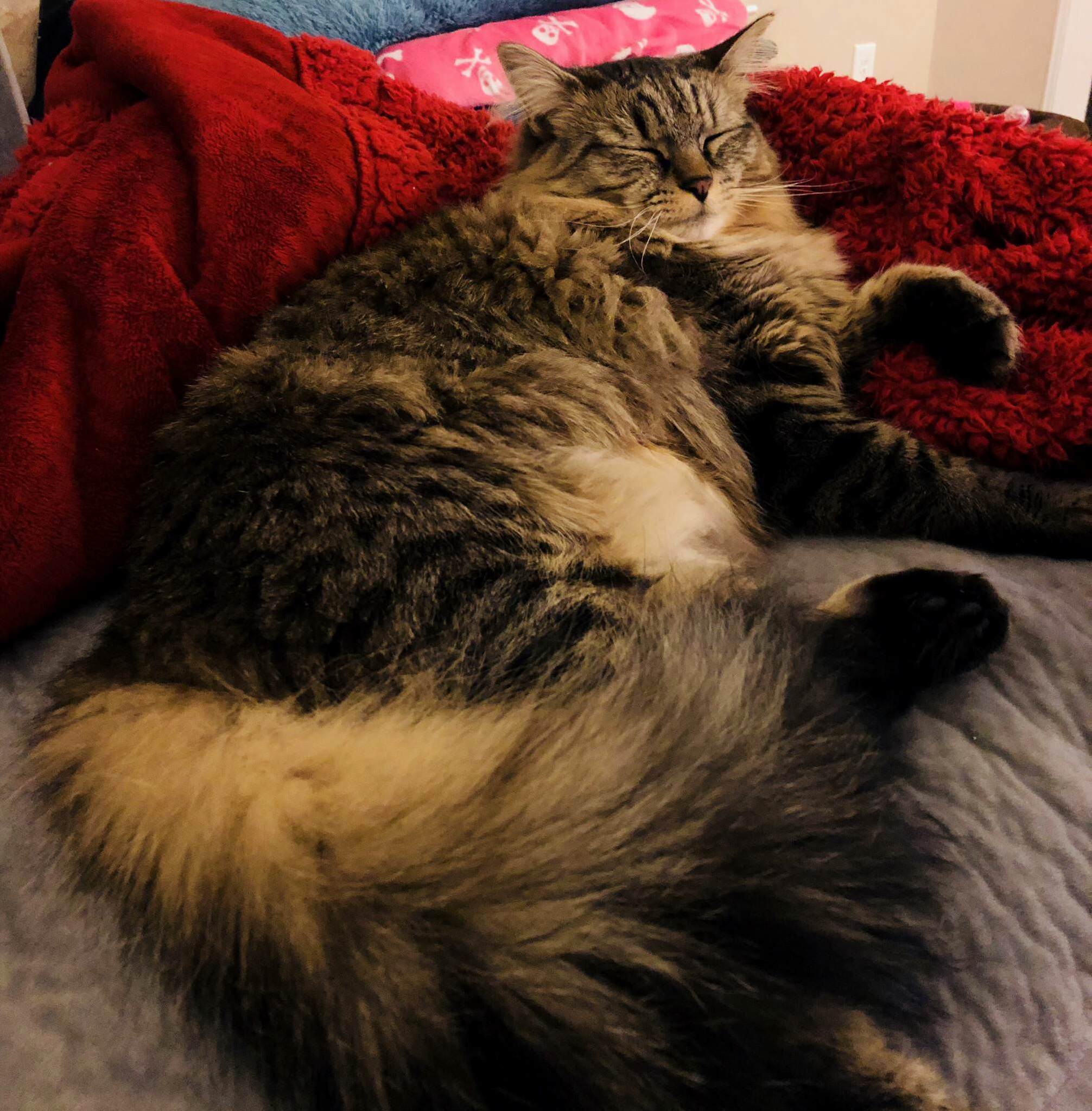 Zelda - the Little Princess on Her Throne.