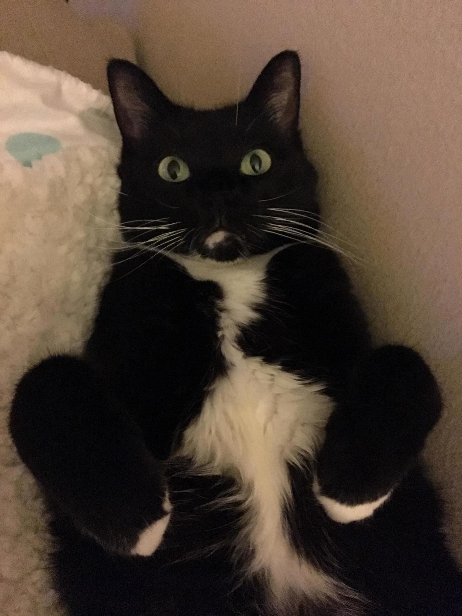 Zoboomafoo Loves Her Blankets!