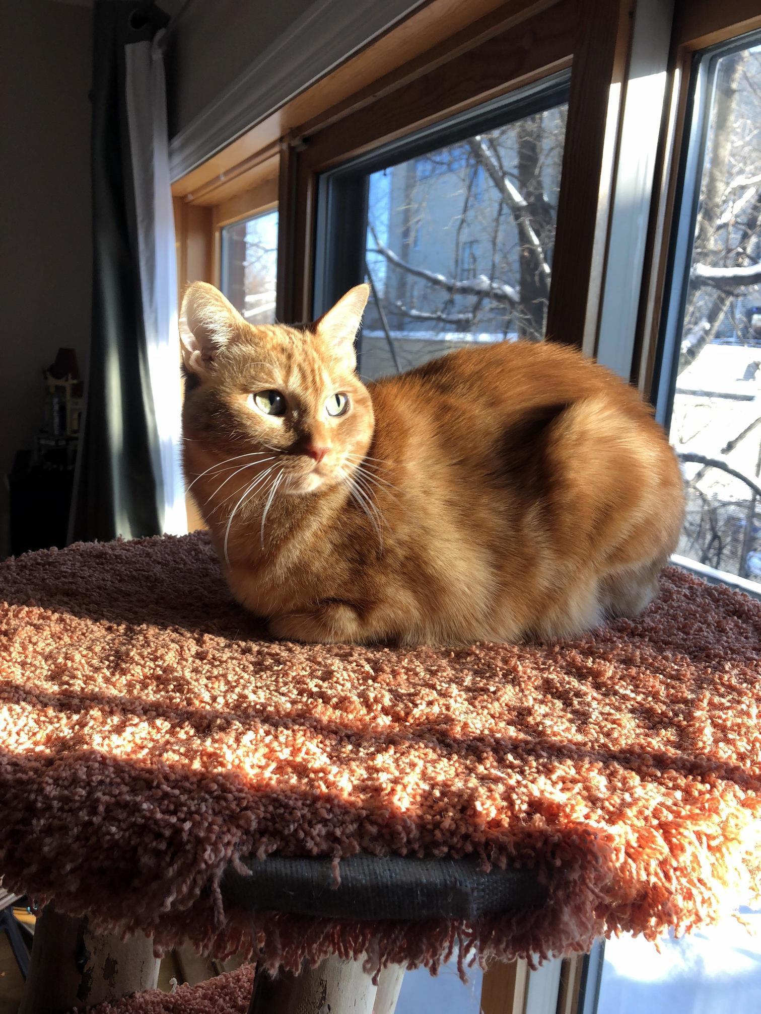Zoey. the Cheddar Loaf.