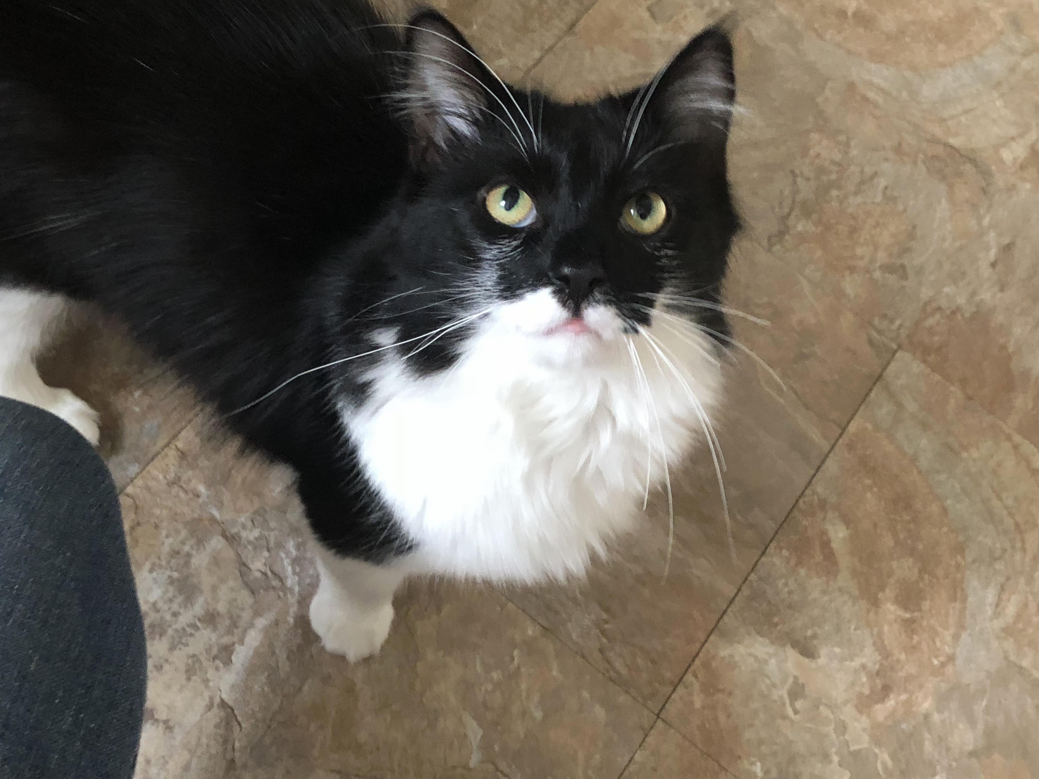 Zorro, Only Got a Good Picture Because I Had Treats )