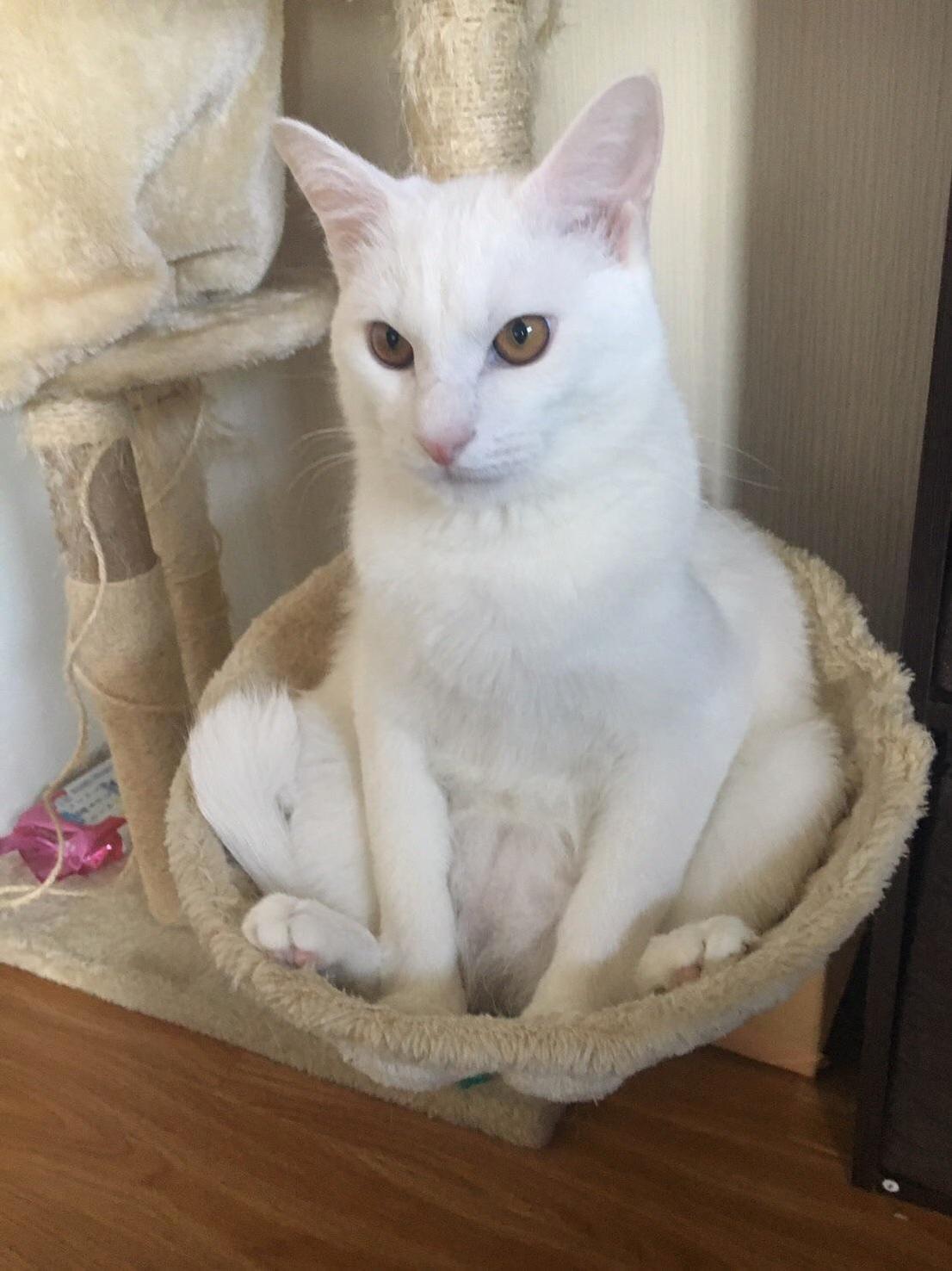 Im Pretty Sure This Is How the Humans Use These Things.