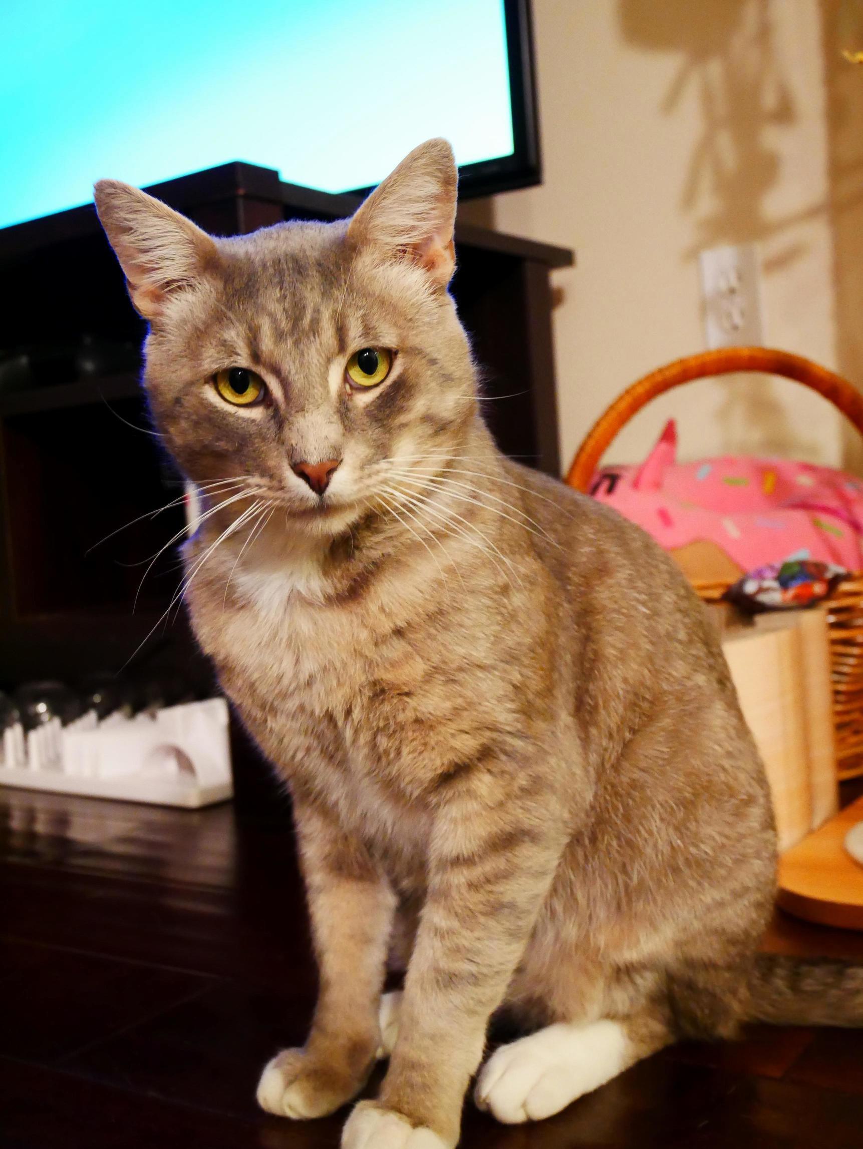 What Do You Want, Human