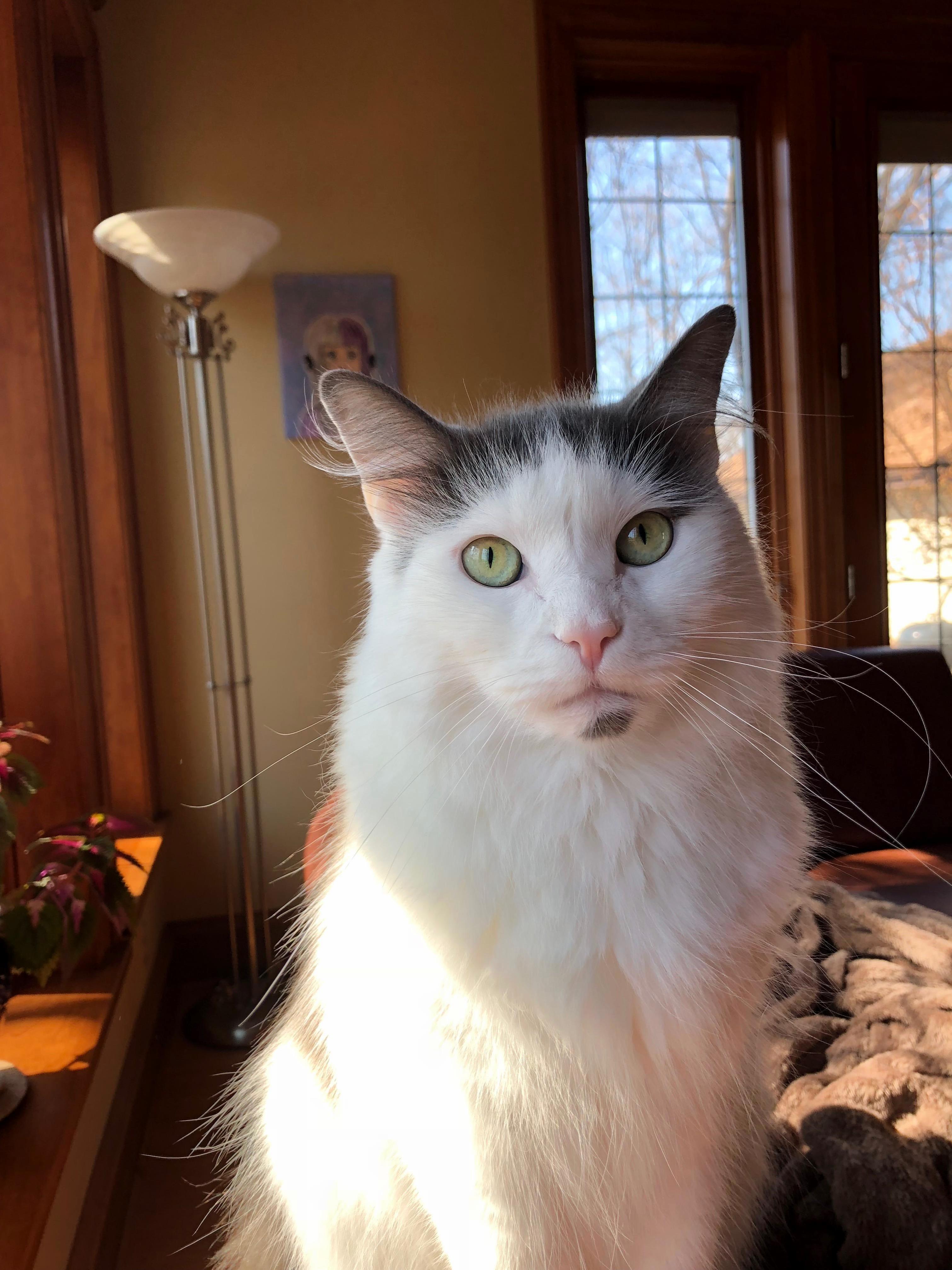 A Fluffy Boi