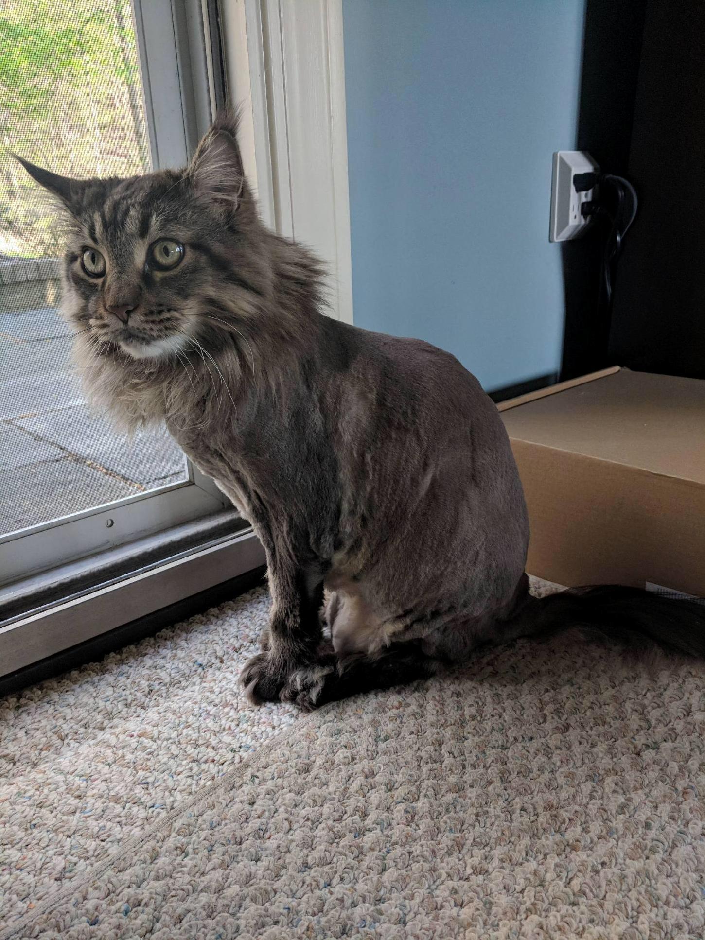 A Moment of Silence for This (Formerly) Majestic Boy