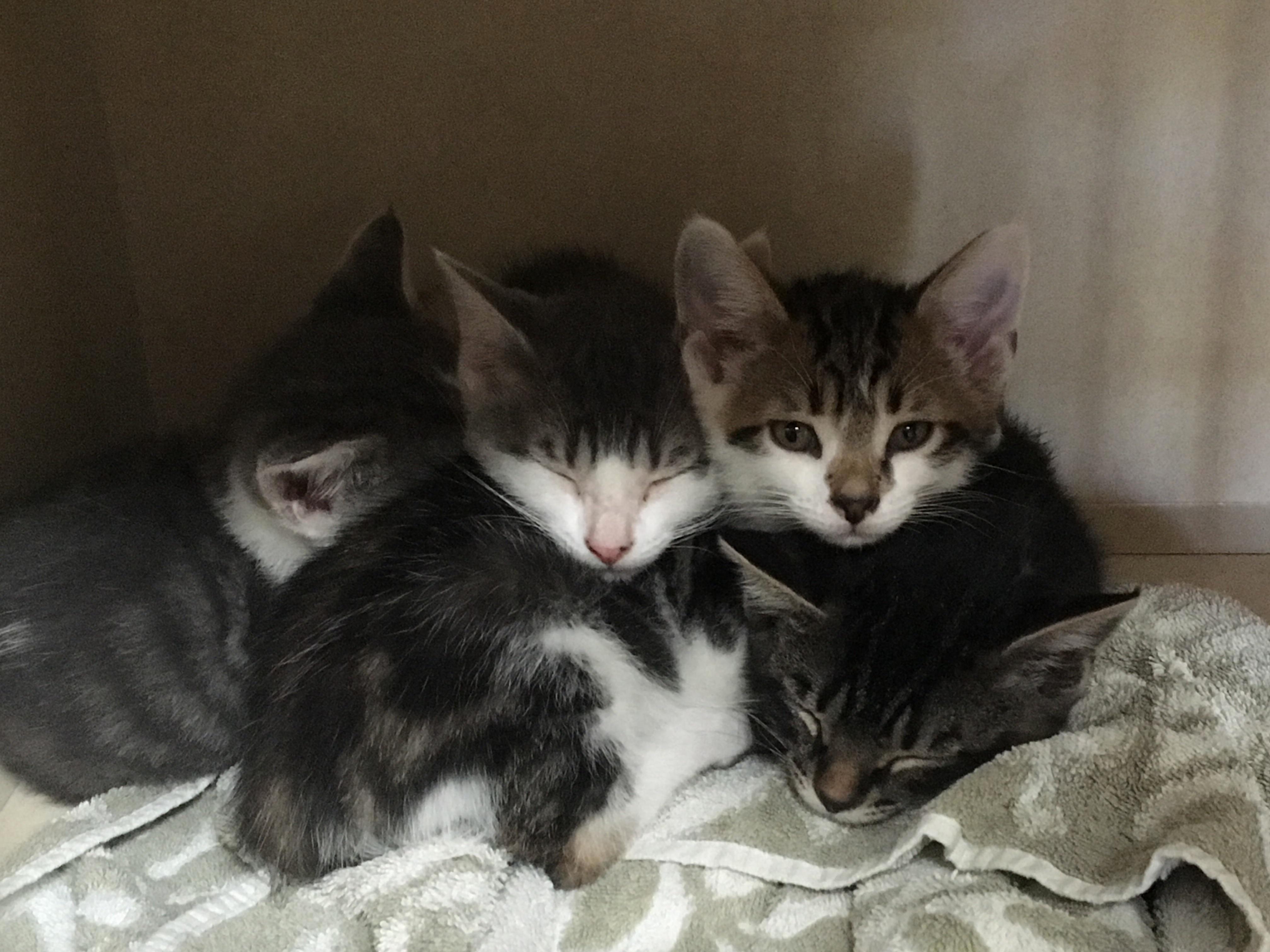 A Nice Pile of Kittens