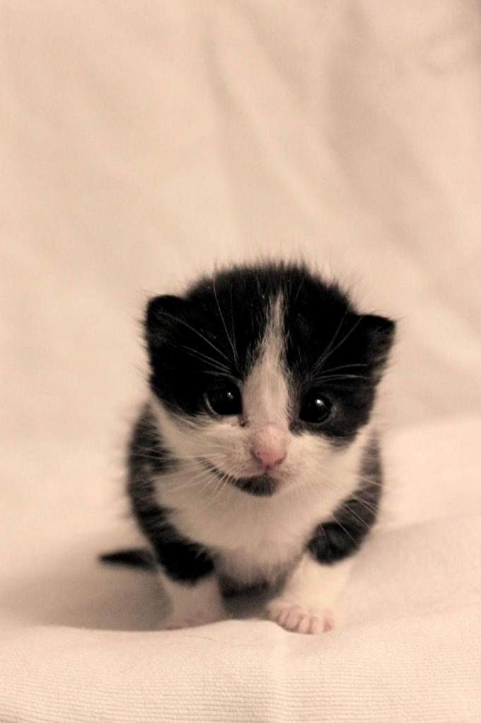 A Picture of My Cat Molly As a Kitten