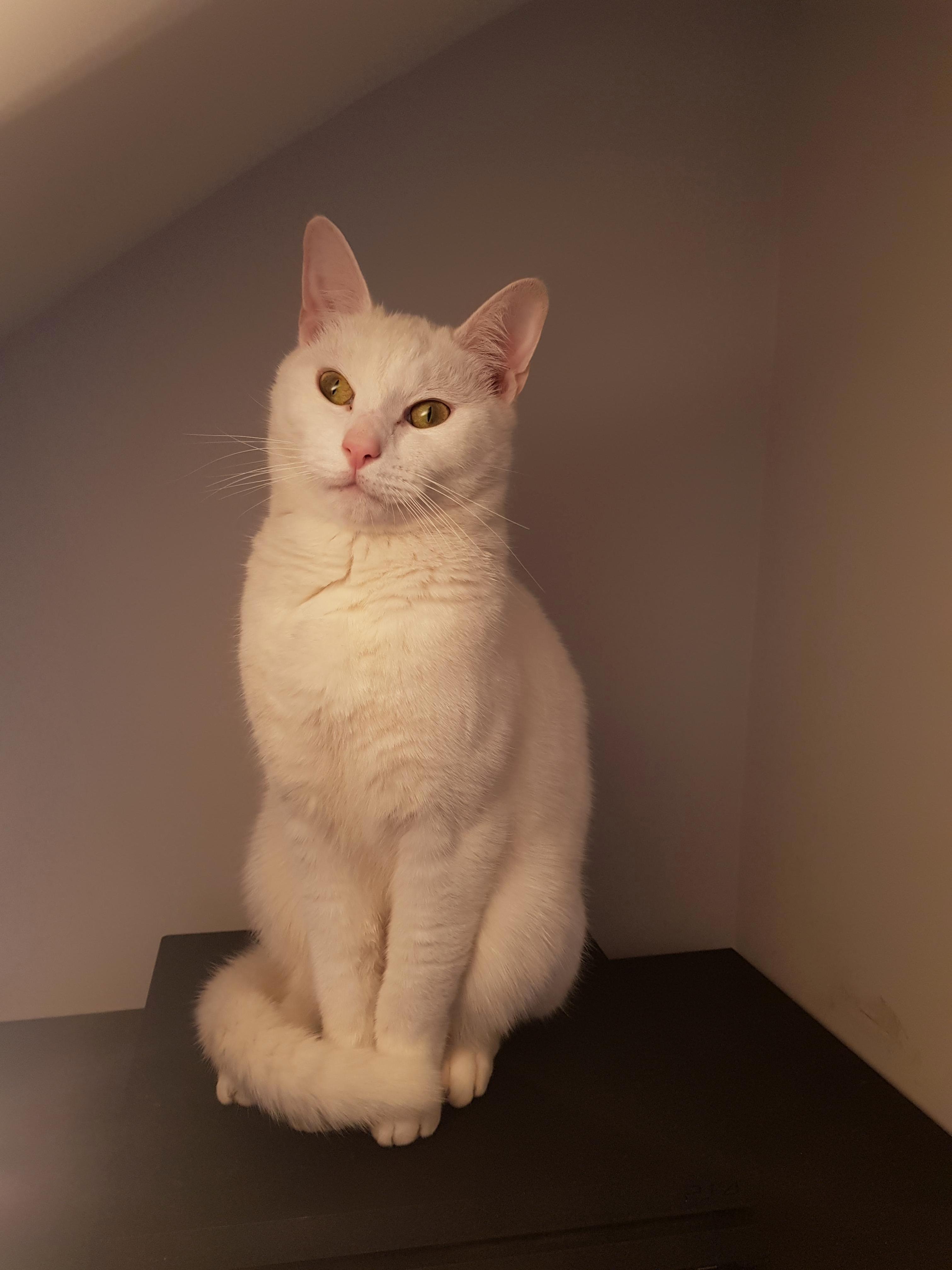 Absolute Unit.