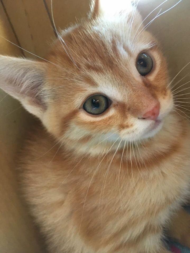 Adopted a Rescue Kitten Today, Meet Mango!