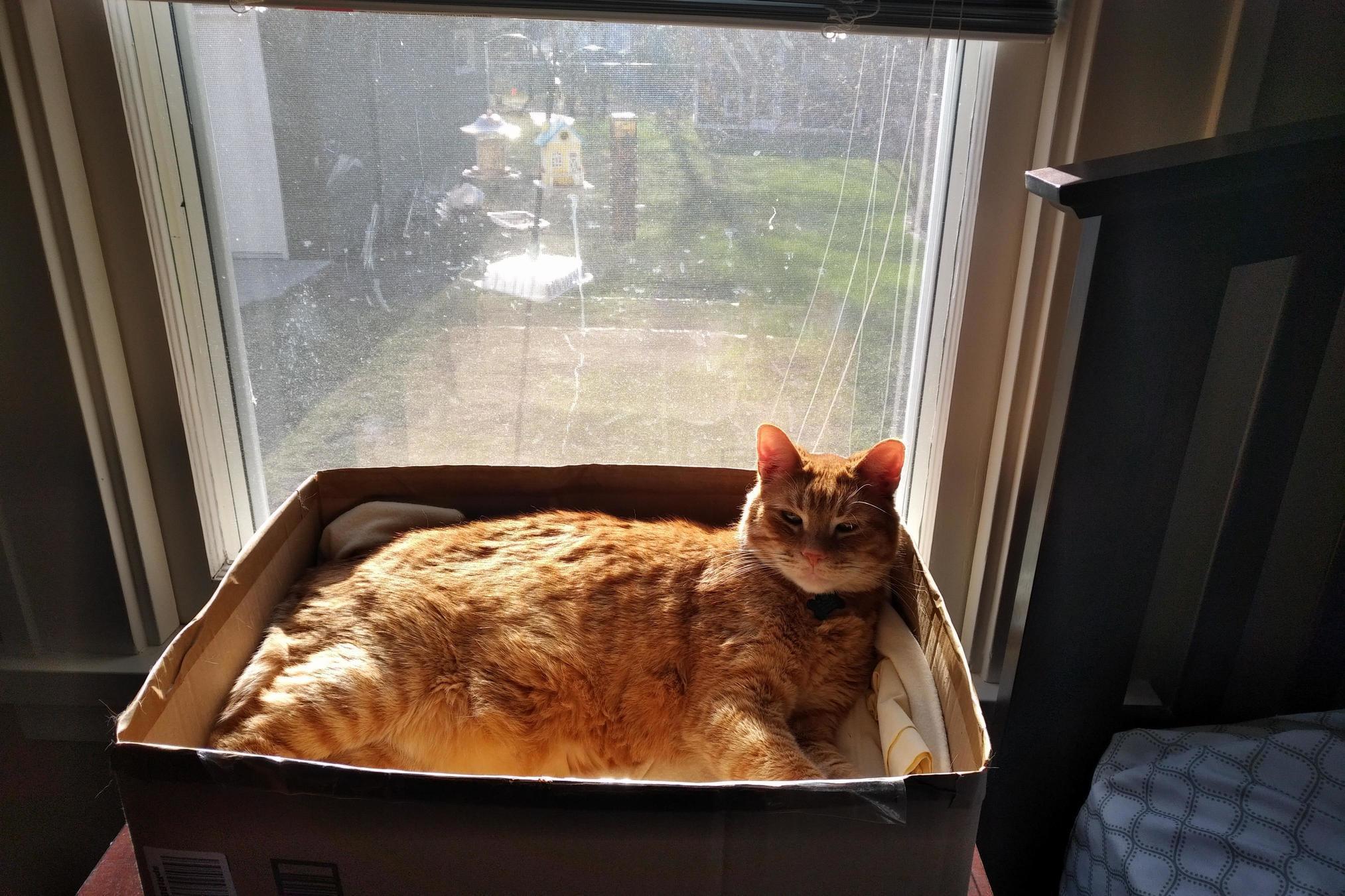 Adopted Mr. Biggs Last July. First Cat. I Was Nervous About Making a Cat Happy. I Hope He Is Living His Best Life.