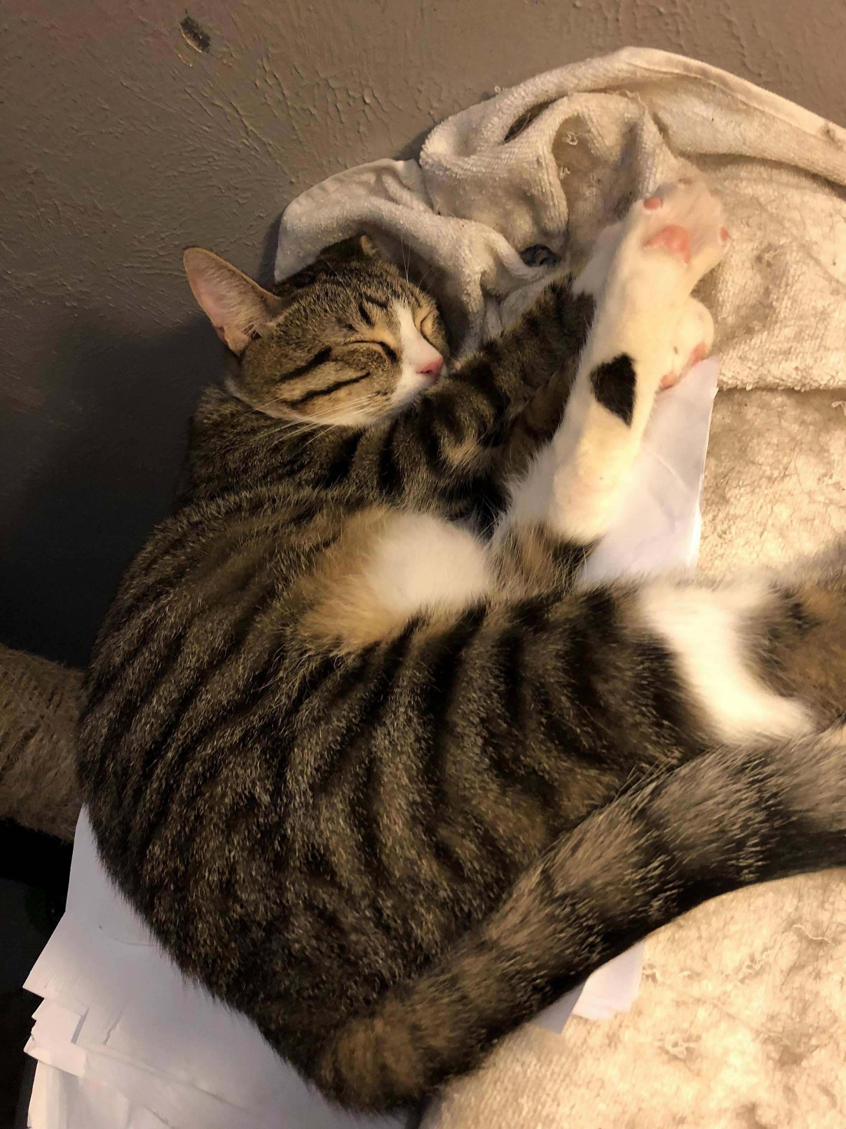 After a Morning of Shredding My Feet, Hes Finally Asleep. Nobody Move a Muscle
