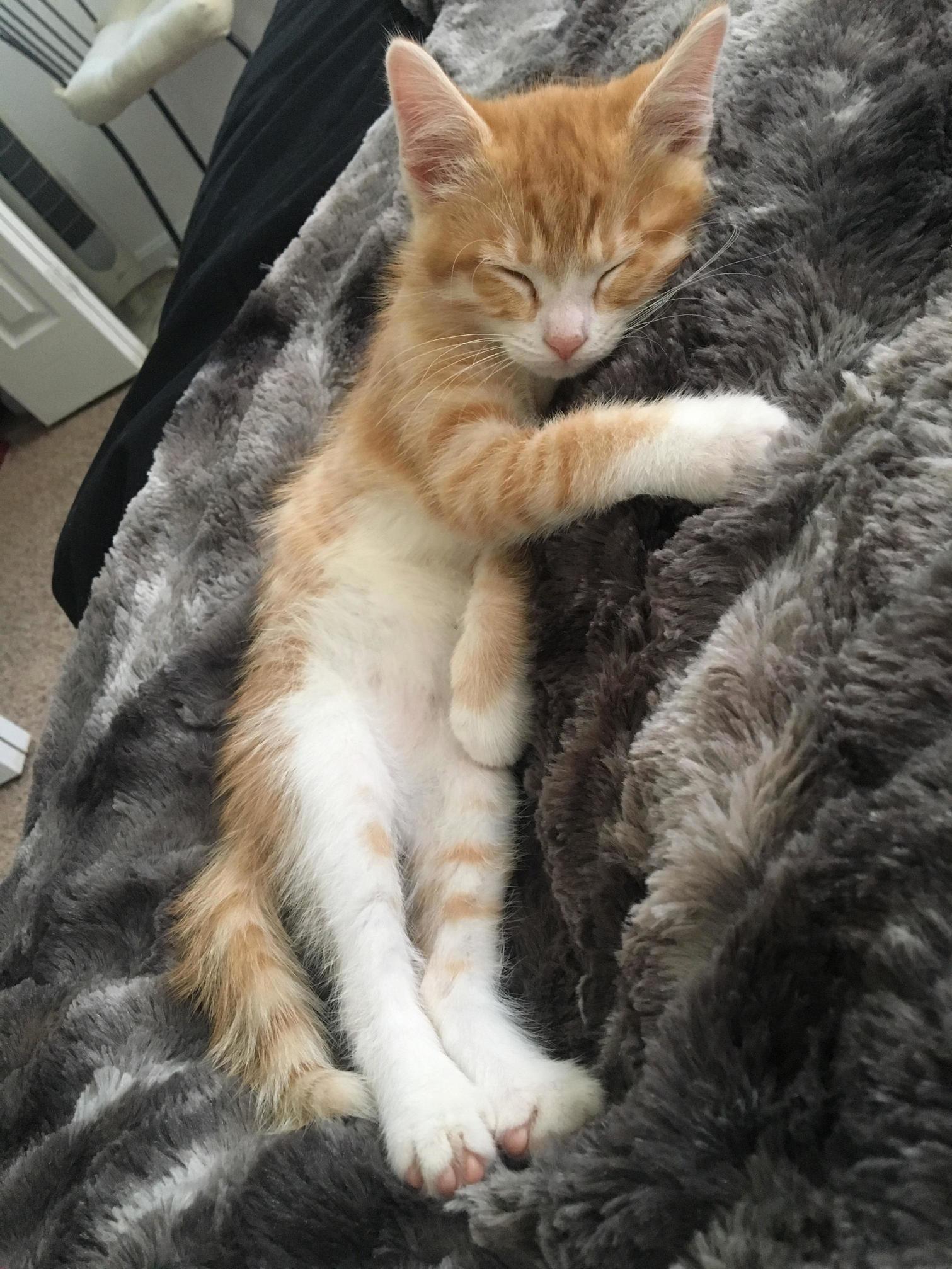 After Fostering a Litter of 4 Kittens, This Guy Stole Our Heart and We Had to Keep Him. Reddit, Meet Cheese!
