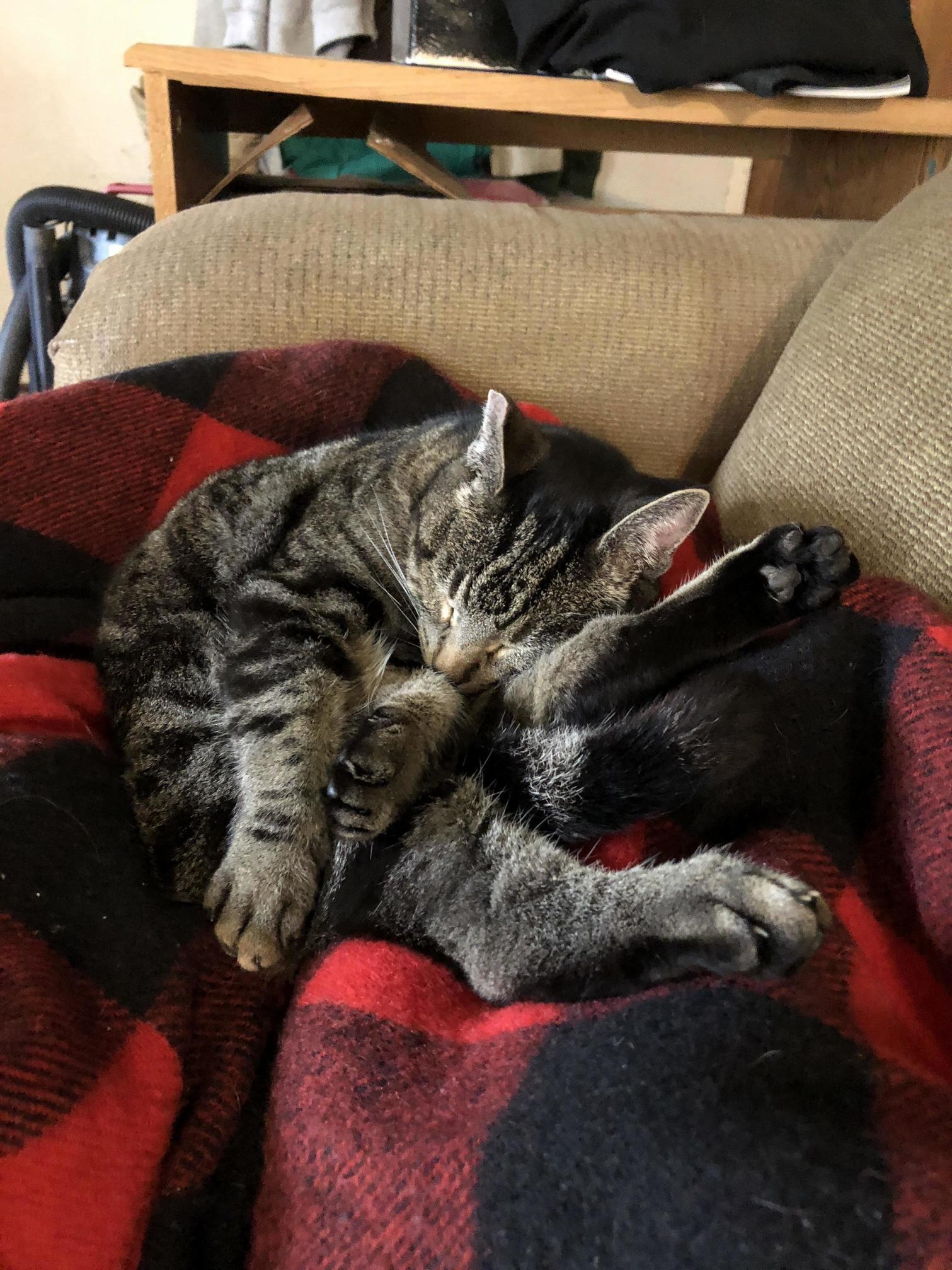 Always a Cozy One When She Isnt Demanding Ear Scratching