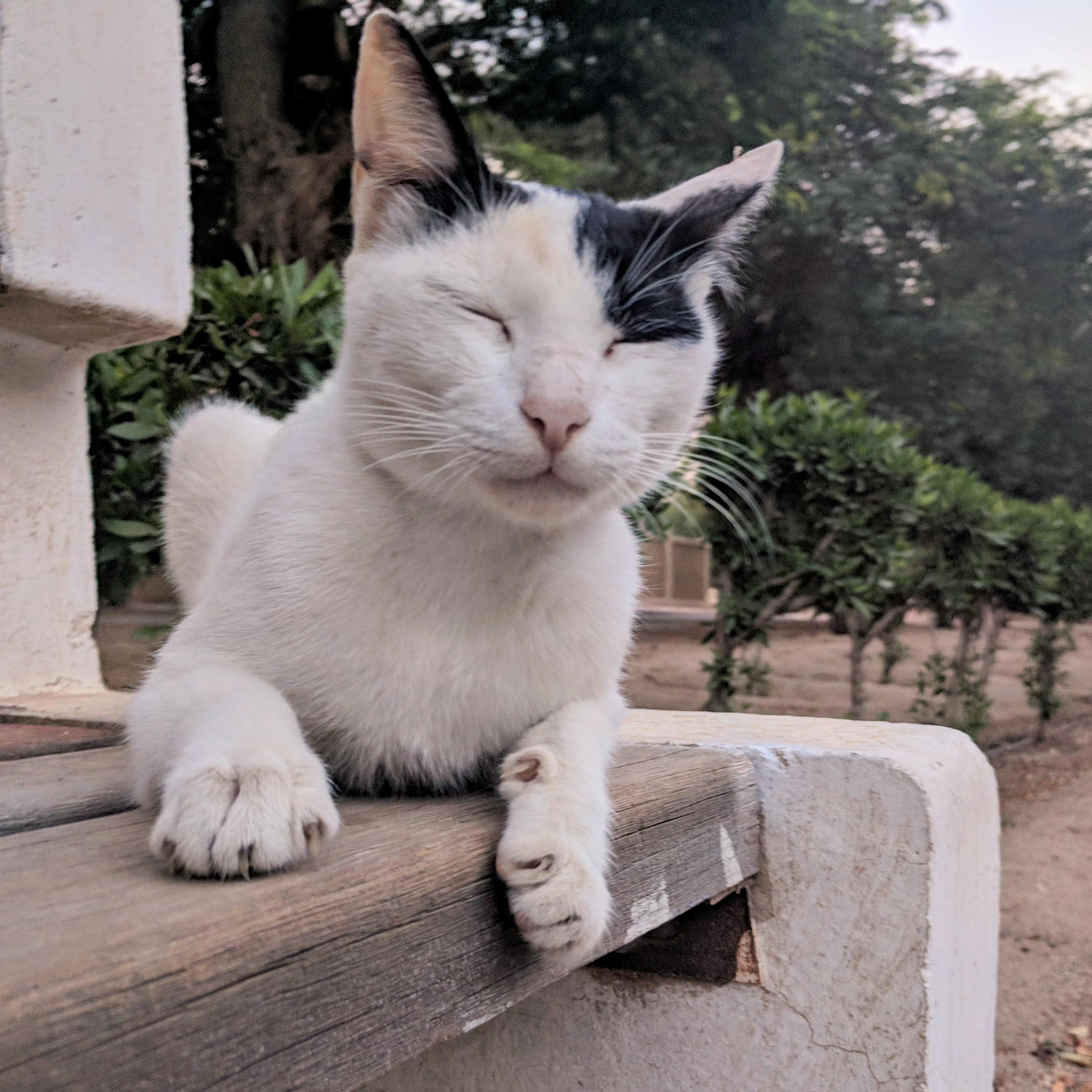 Antenna in Zen