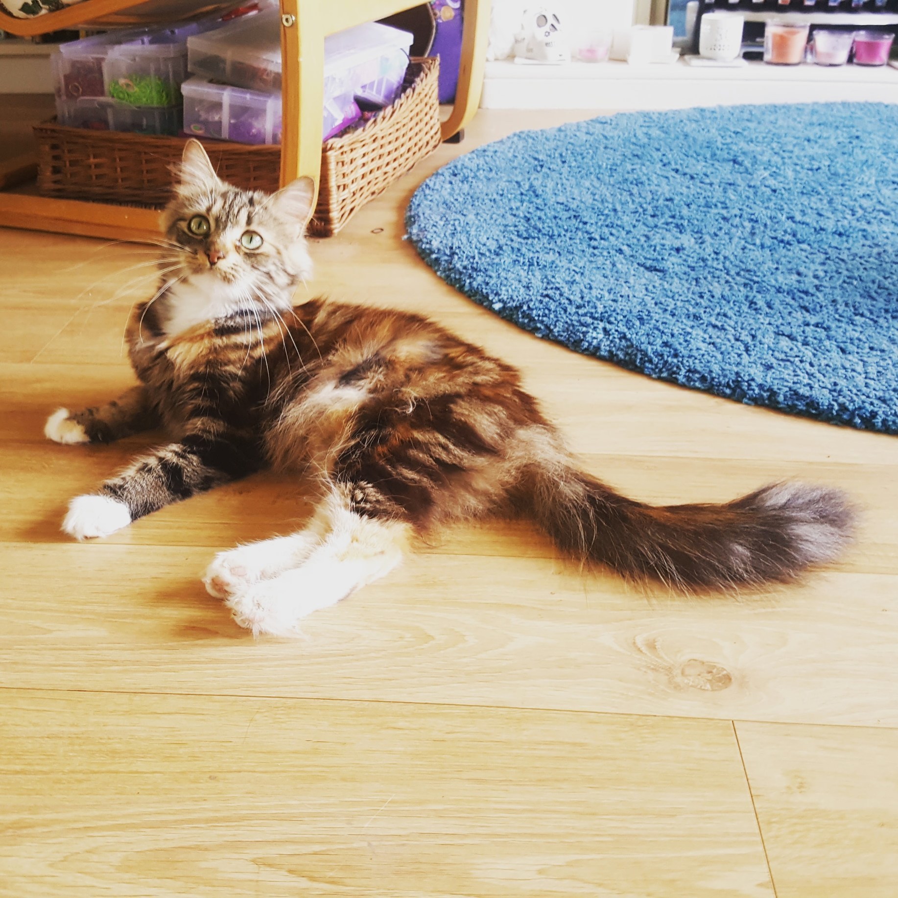 Anybody Got Any Ideas on What Breed My New Fur Baby Is