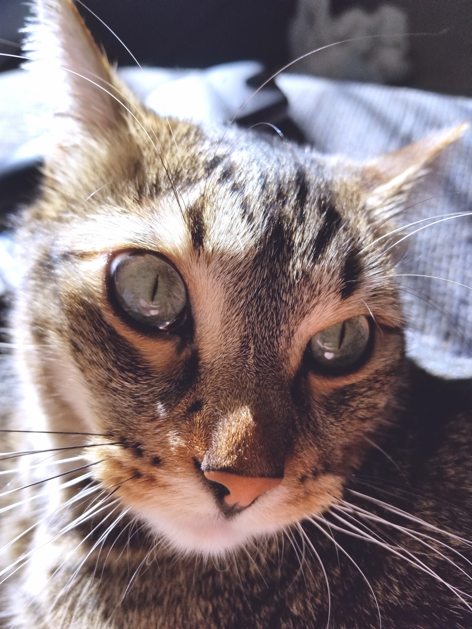 Basil
