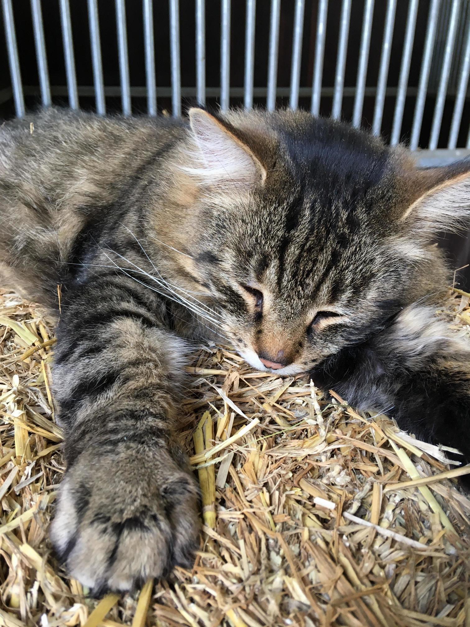 Beautiful Frankie Getting His Nap Time Started.