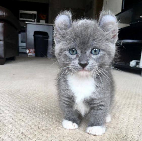 Beautiful Kitty
