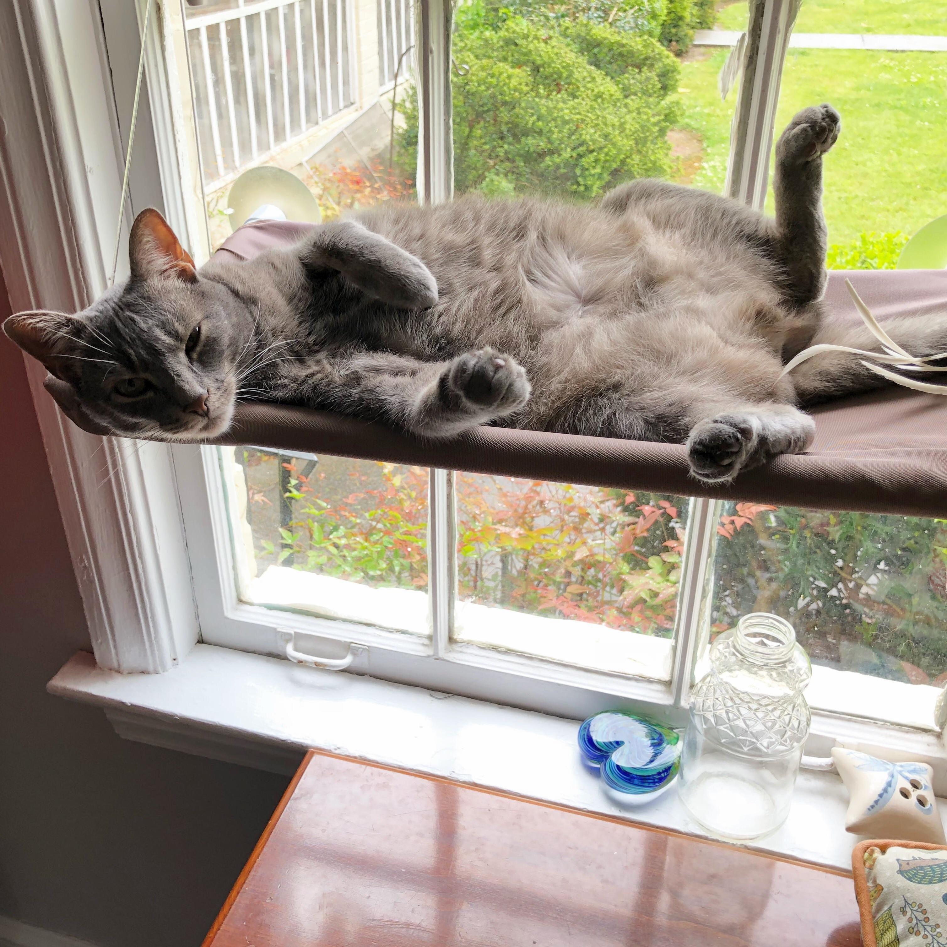 Belly Fluff, the Forbidden Fruit
