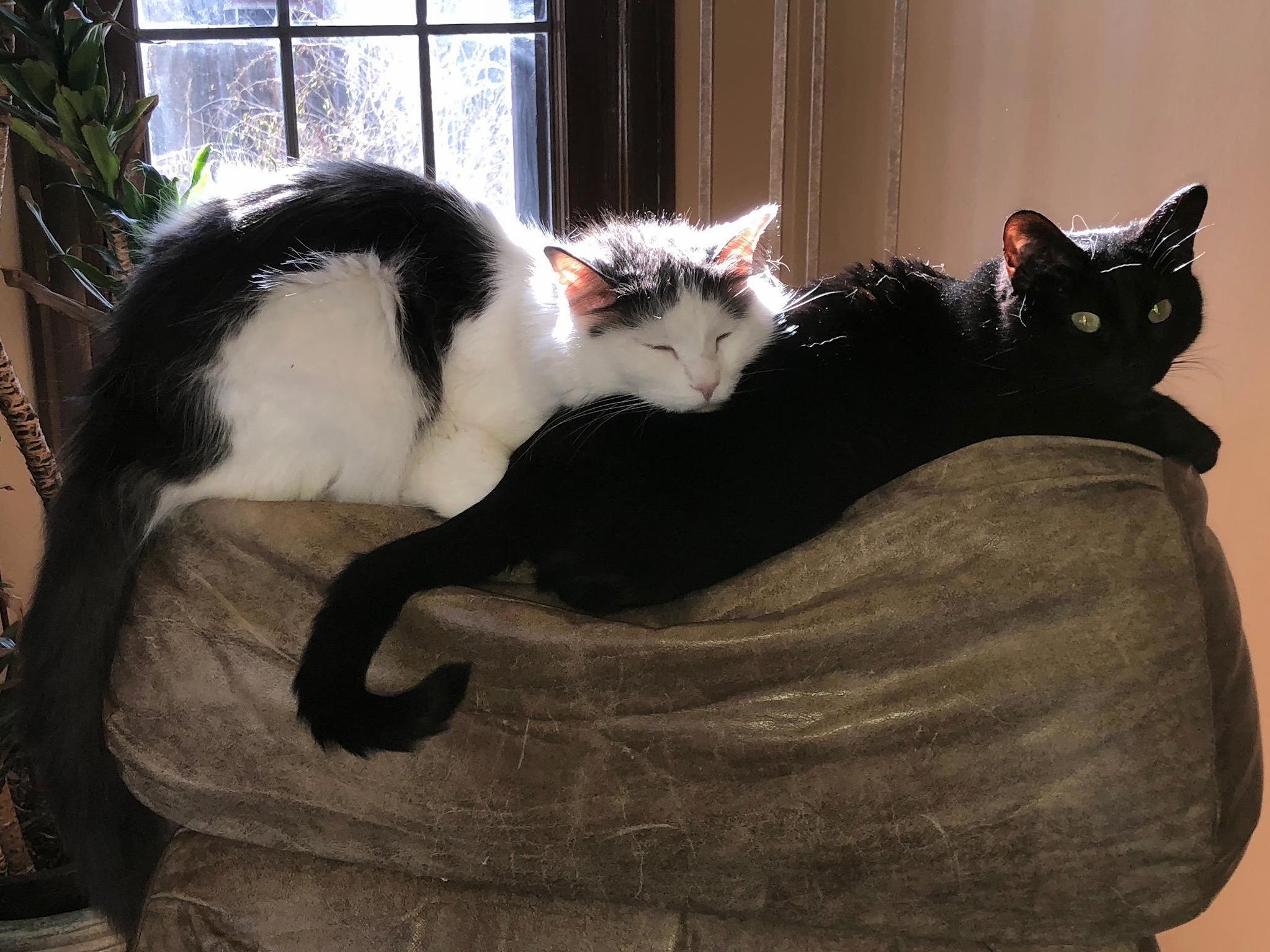 Best Friendos