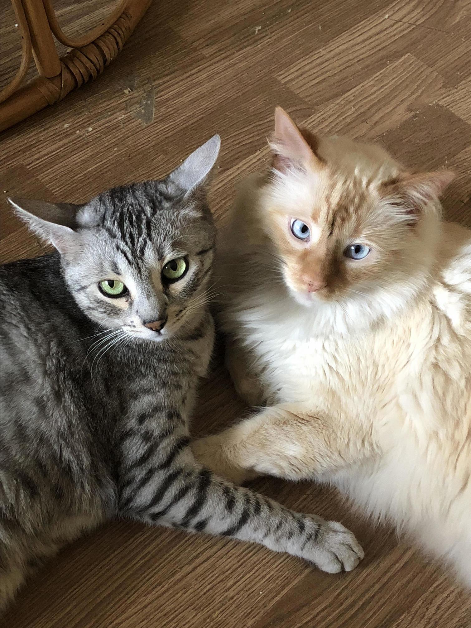 Best Friends Egypian Mau and Flame Point Siamese