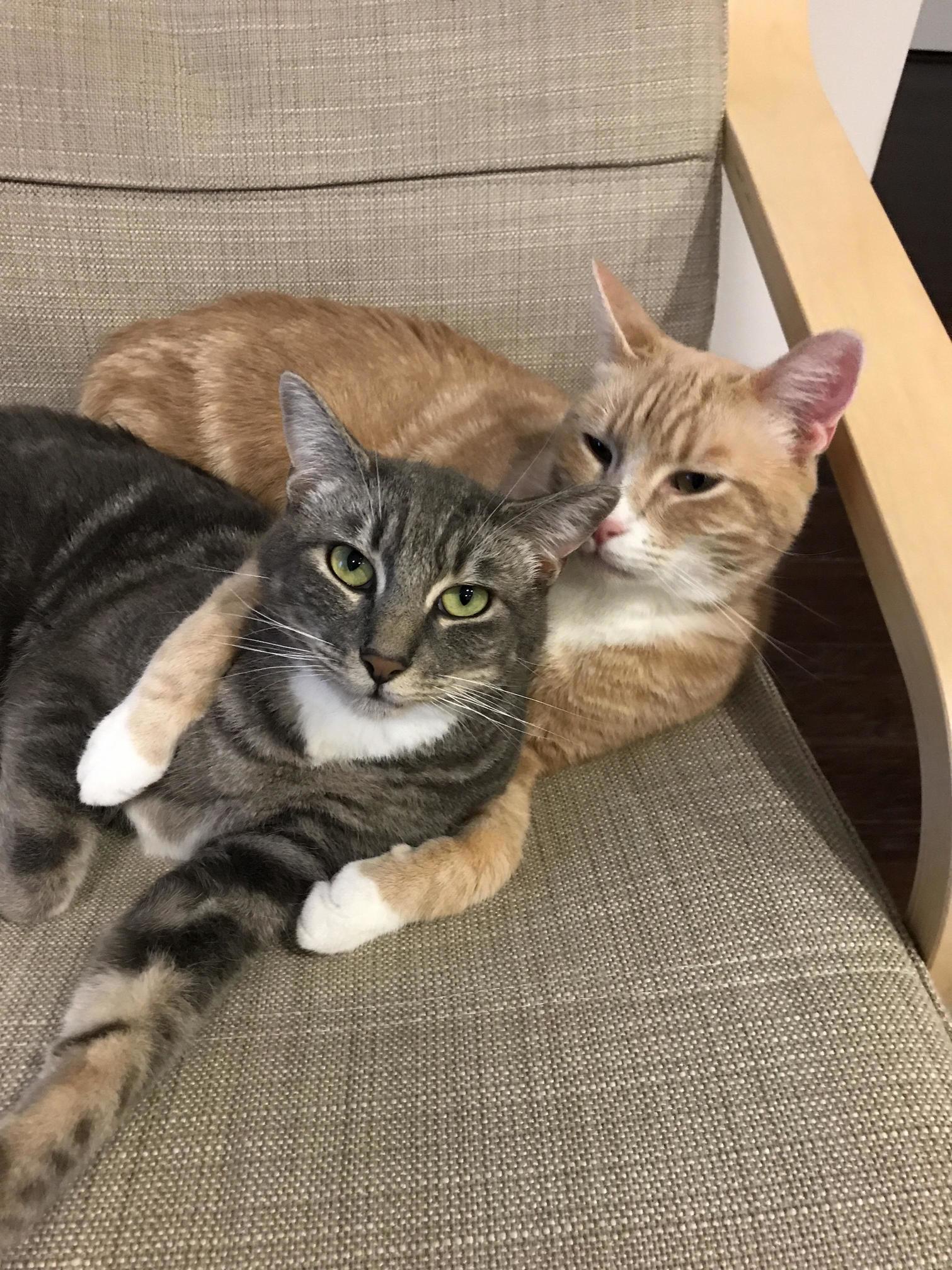 Big Spoon, Little Spoon