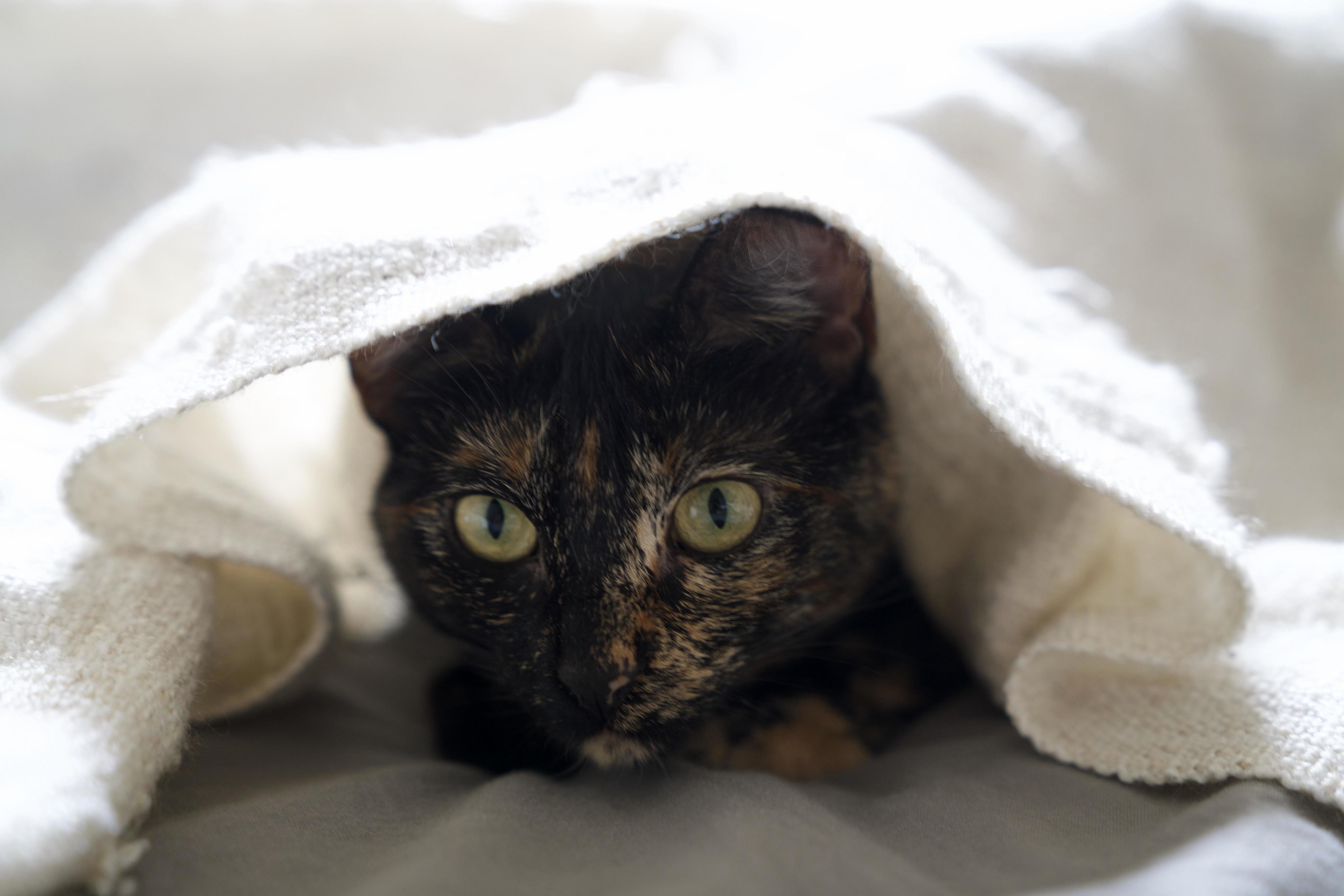 Blanket Just Came Out of the Dryer