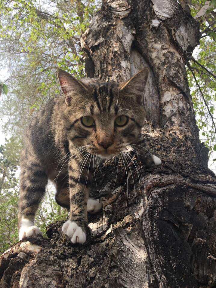 Bob Is a Cool Cat, and He Knows It.