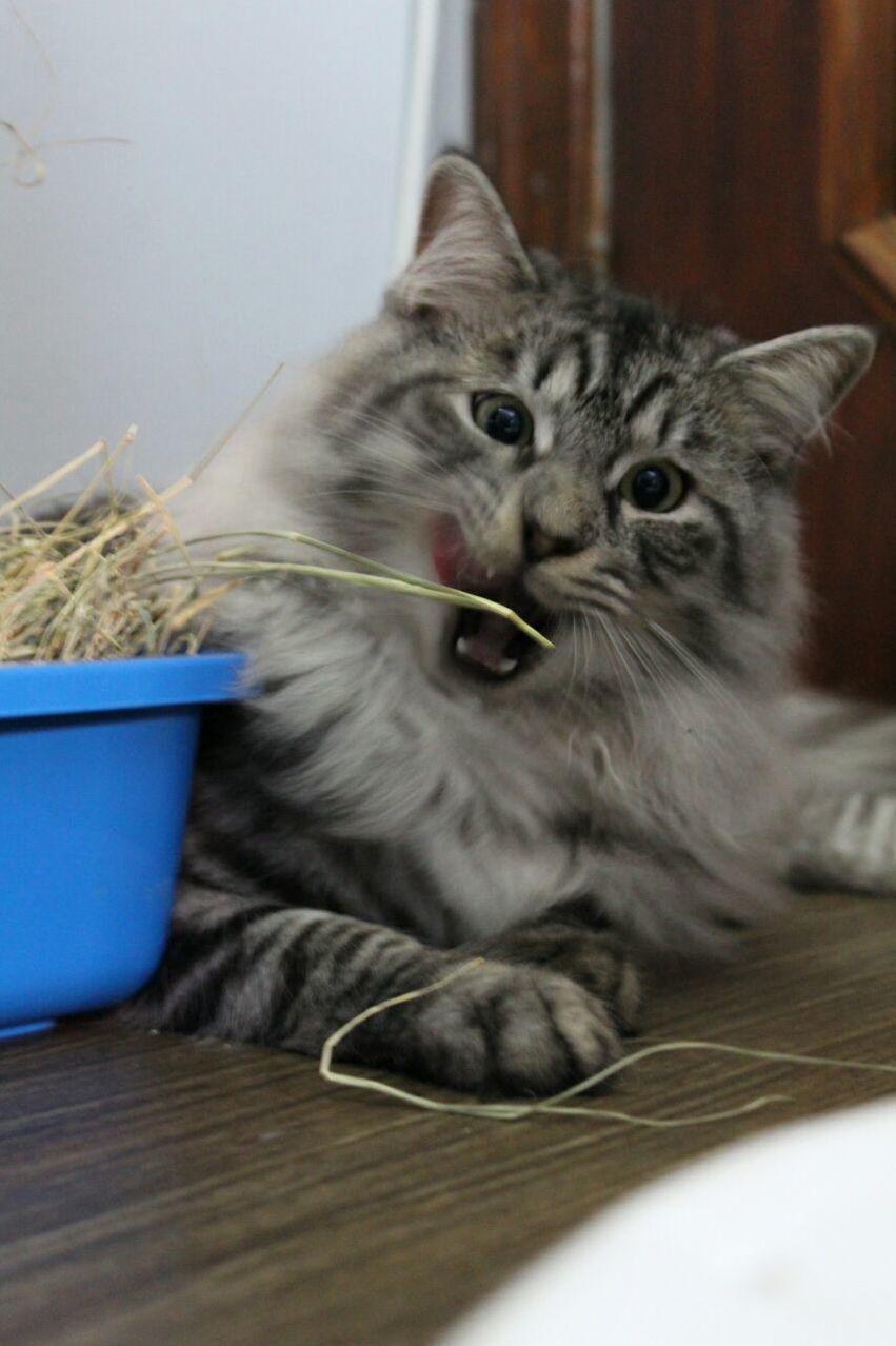 Boris Wanted to Try Some of the Bunnys Hay
