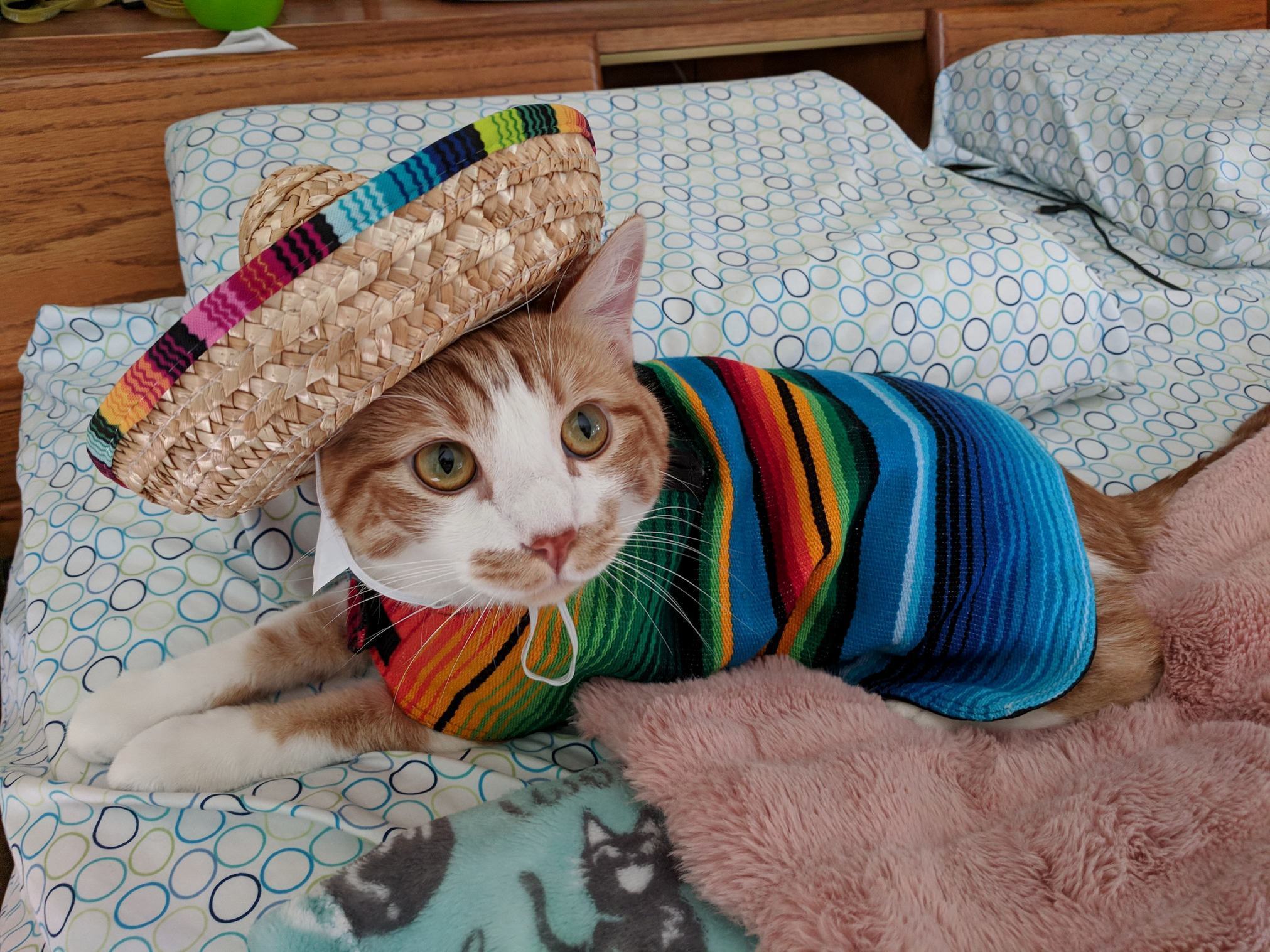 Brooklyn Kitty Wants to Wish Everyone a Happy Cinco De Meow-o!