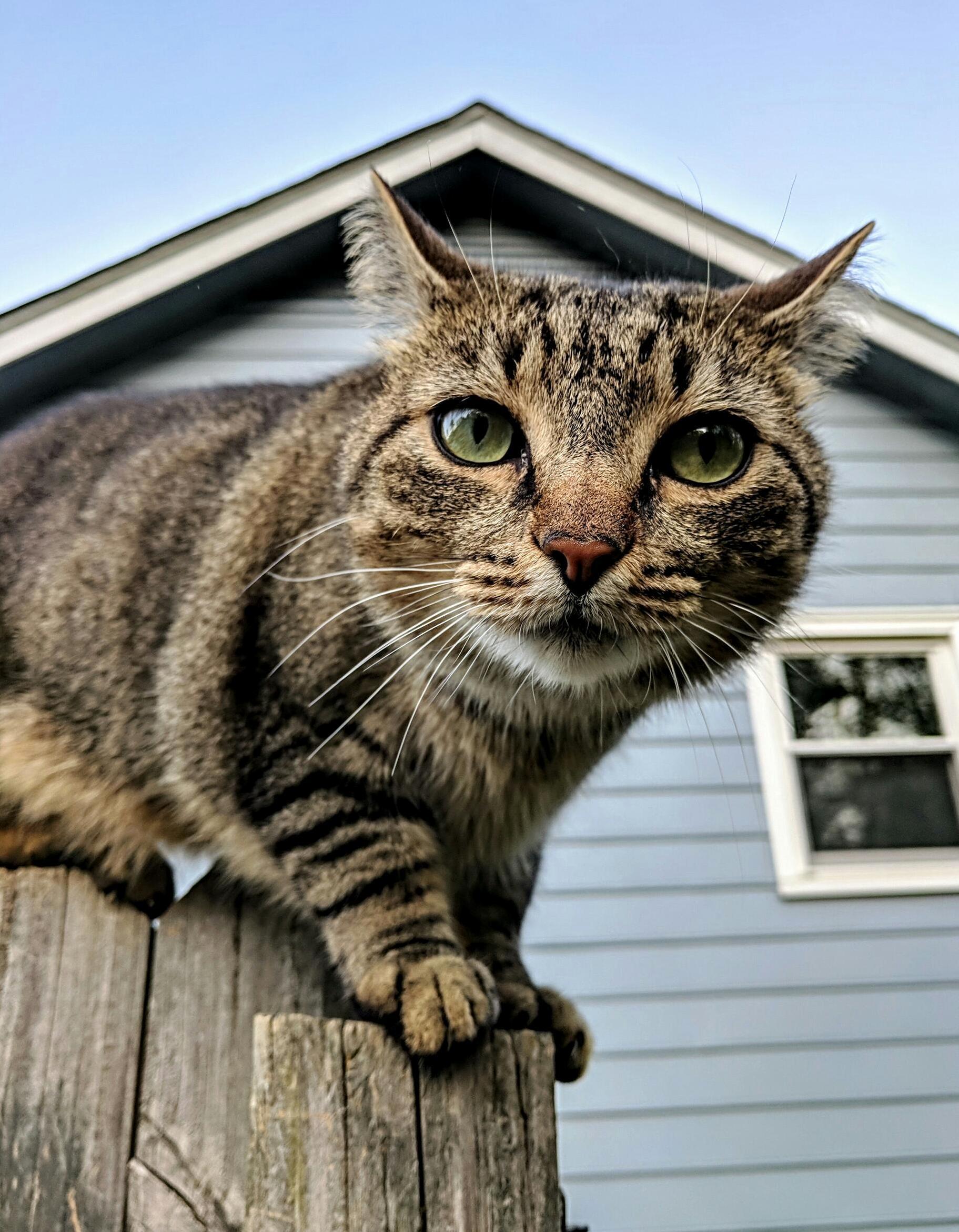 Bubba Is on the Fence About Something. Not Really Sure What It Is.