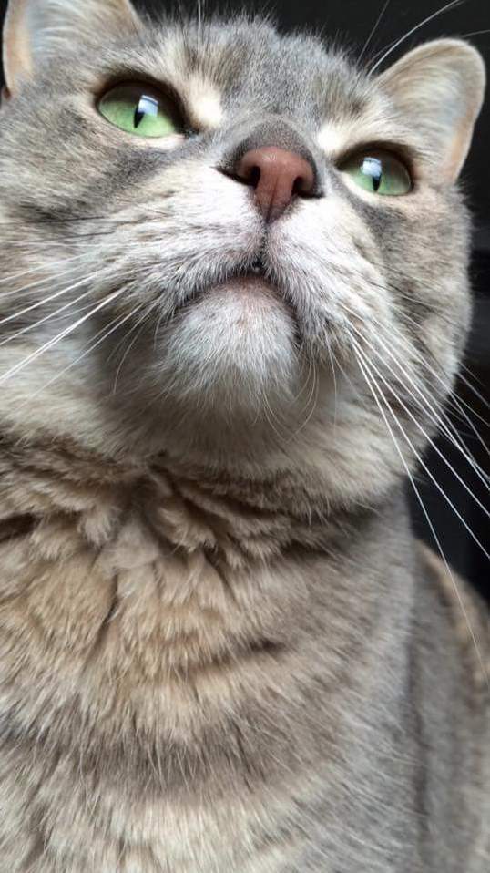 Butters the Cat Is Grounded