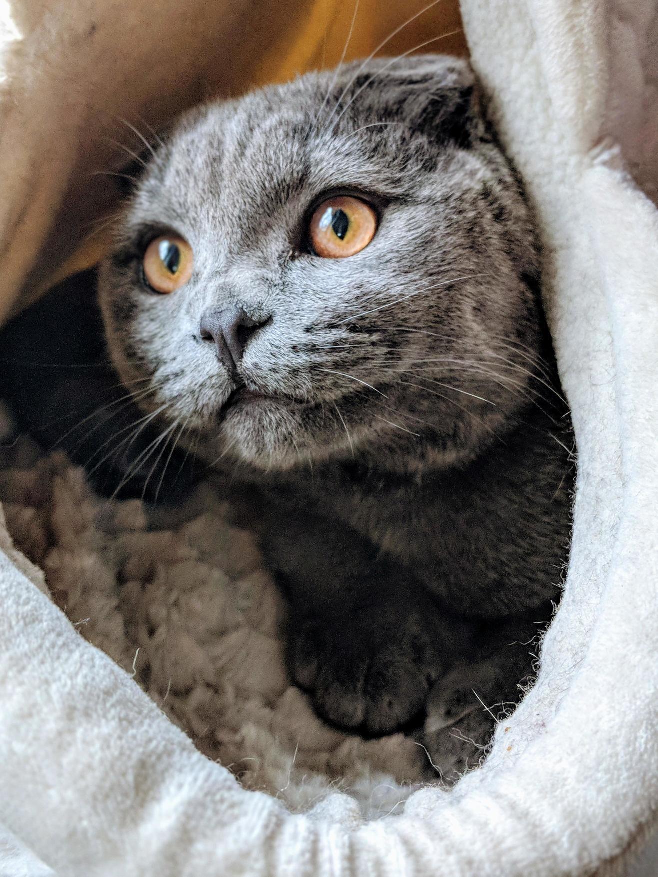 Candid Shot of My Vets Scottish Fold Named Blue
