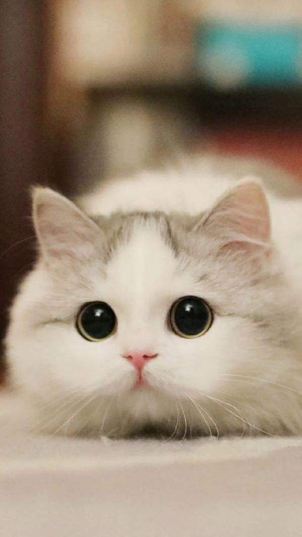 Cat Is Amazing Animal, No Matter You Are Healthy or Ill, Rich or Poor,she Looks Down Upon You.