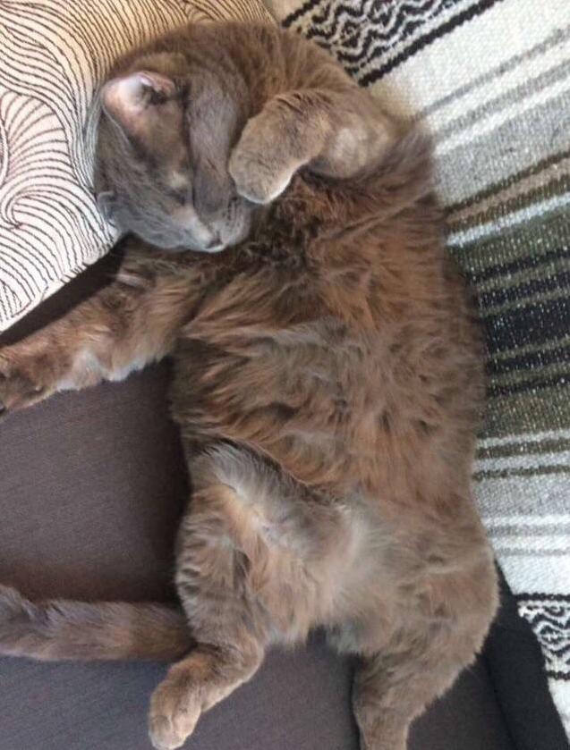Cat Sitting for a Friend and This Chubby Back Sleeper Is My Favorite.