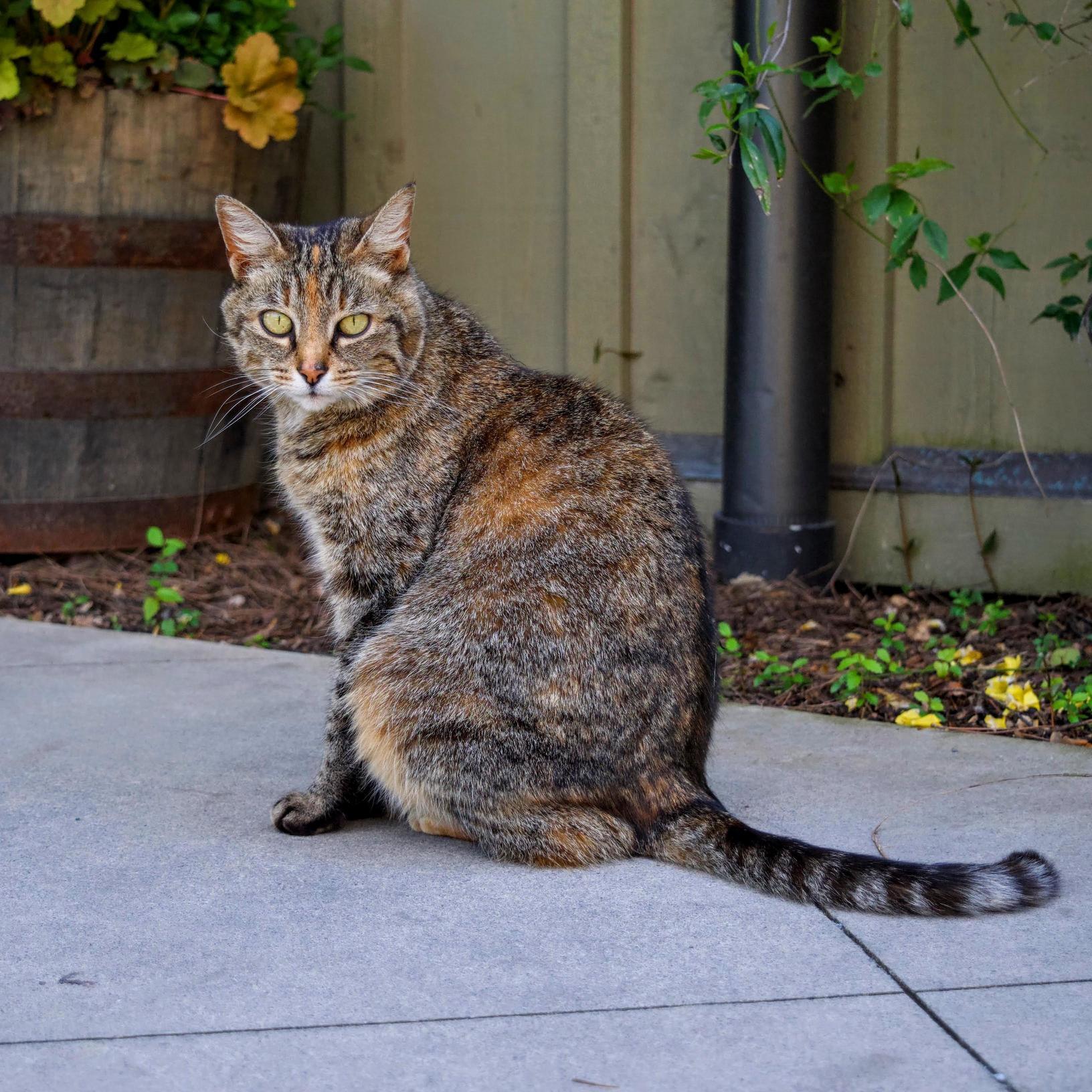 Cat Spotted at Gibbs Gardens in Georgia