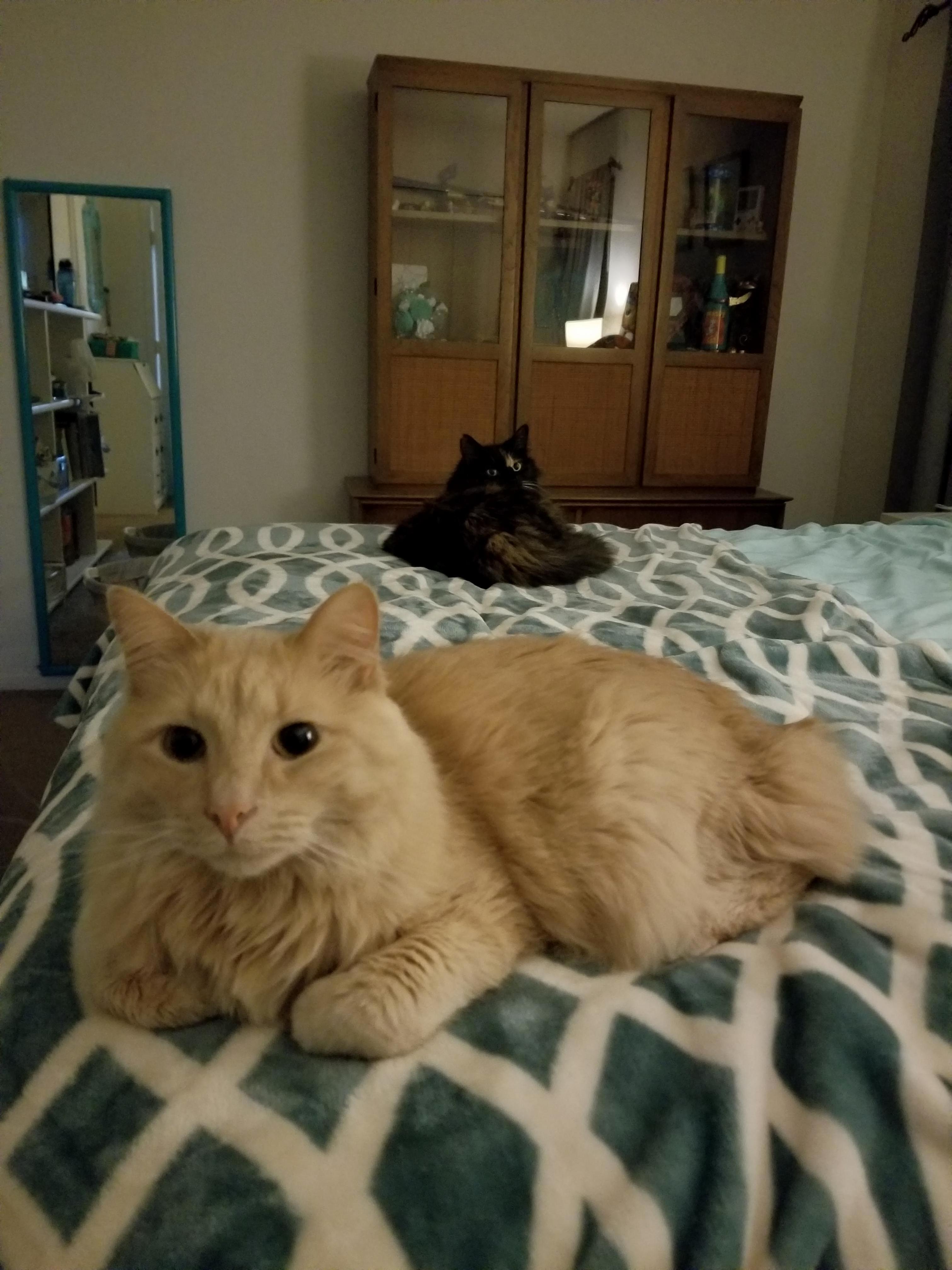 Caught These Two Hanging Out Together in the Same Space. Cali Rarely Acknowledges Weasleys Existence.