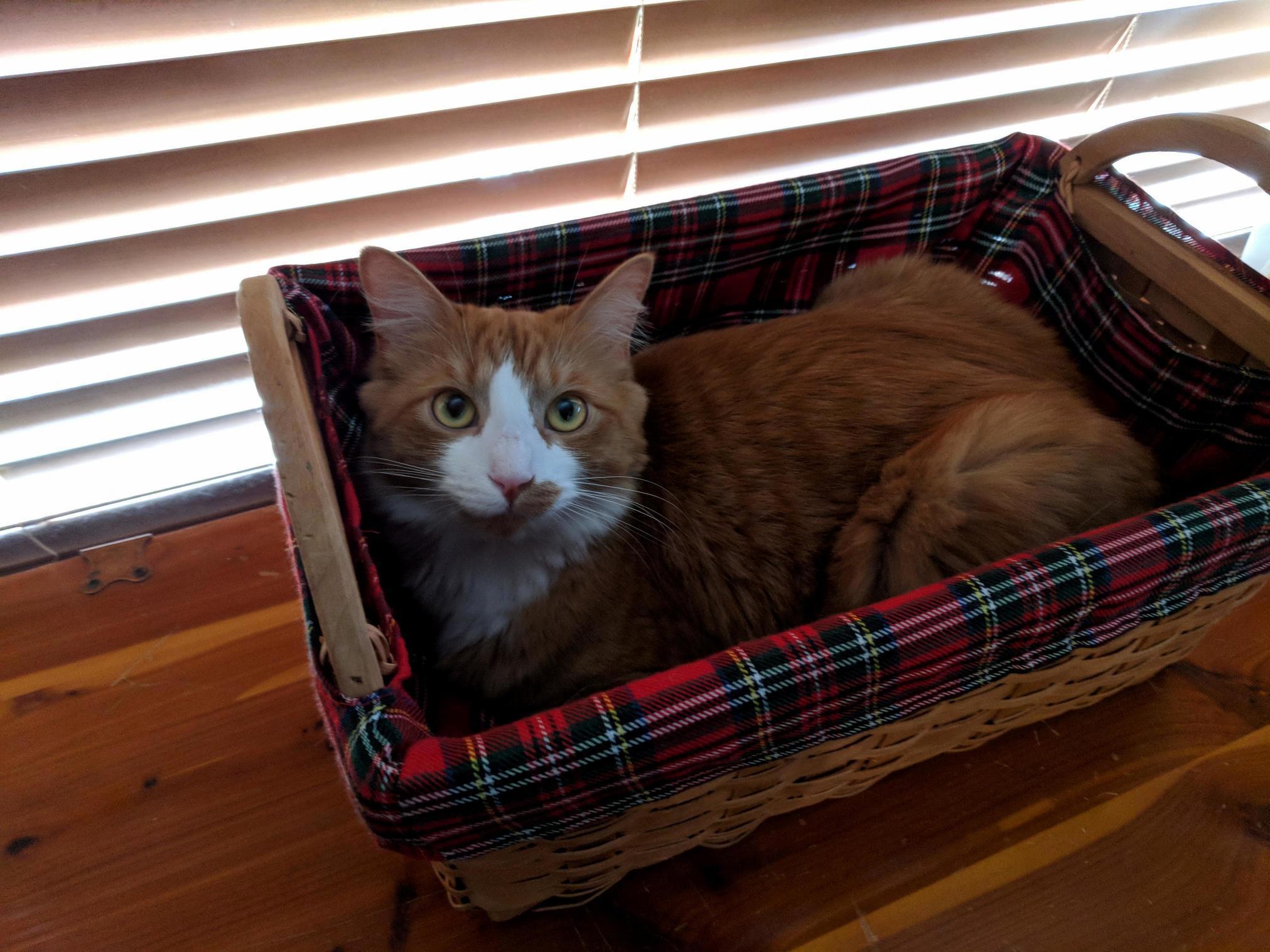 Chewie Is Kind of a Basket Case..