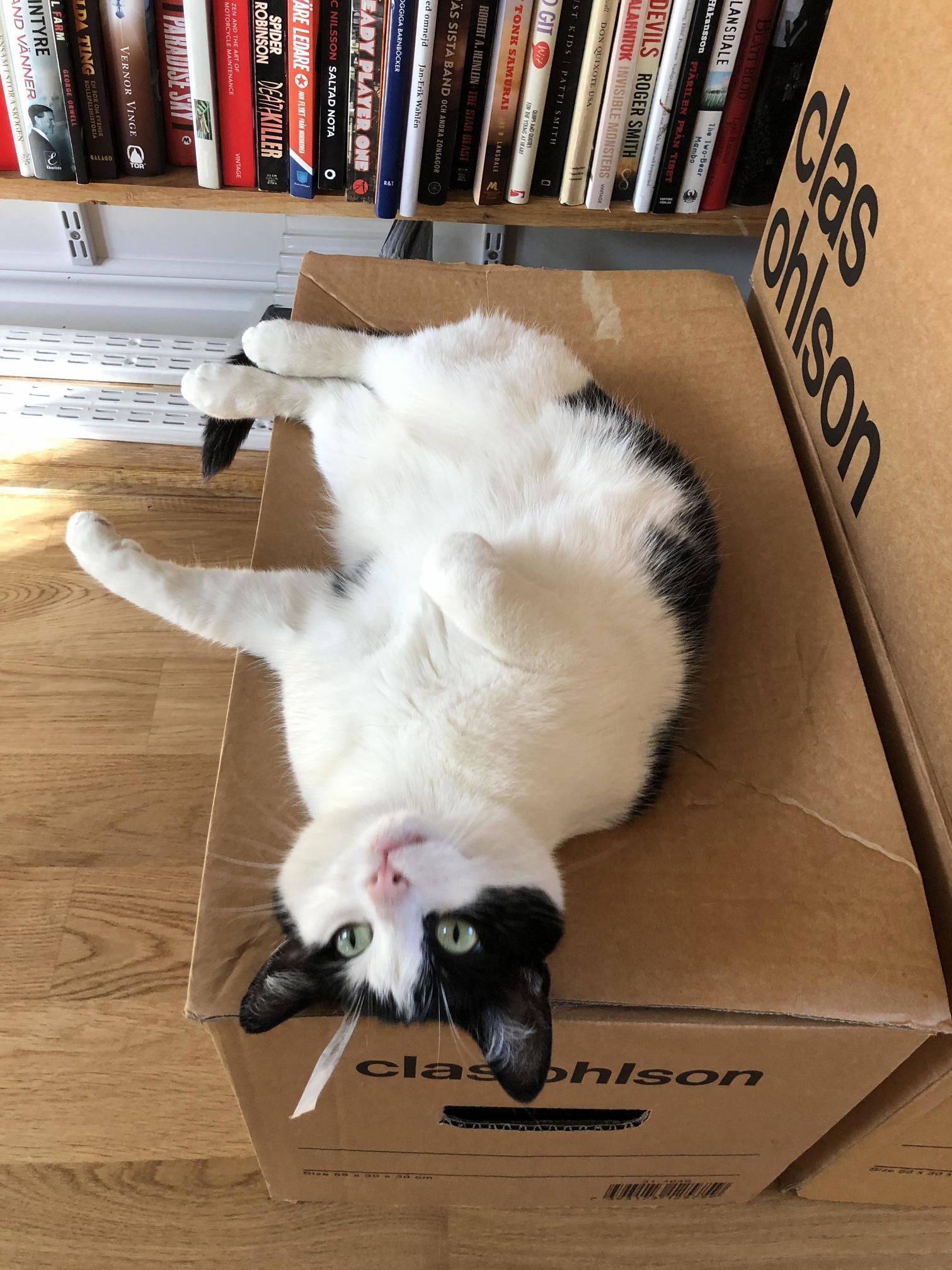 Chili Says Hooman, Scratch Me! but I Cant Promise I Wont Bite.