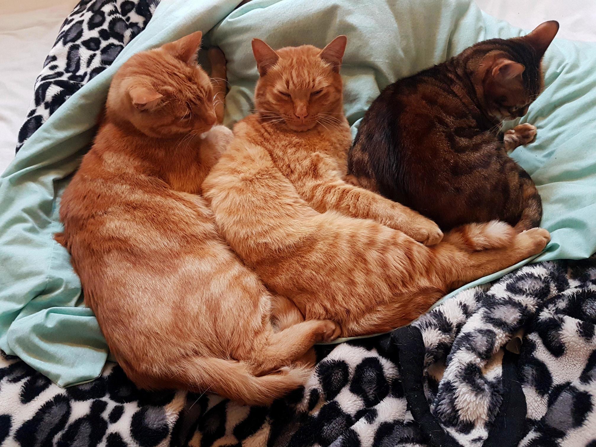 Choo-choo Here Comes the Spoon Train