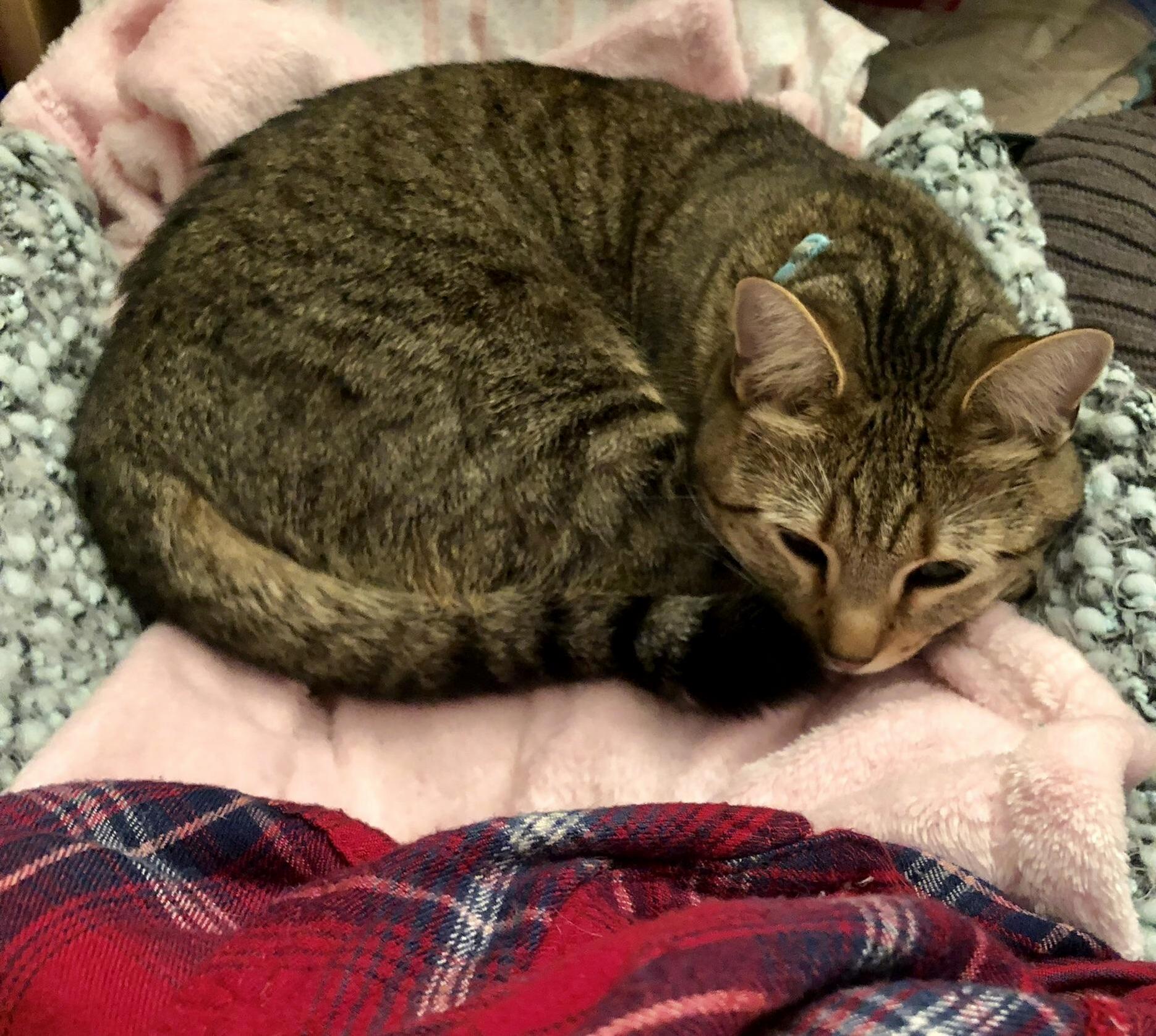 Cozy Girl