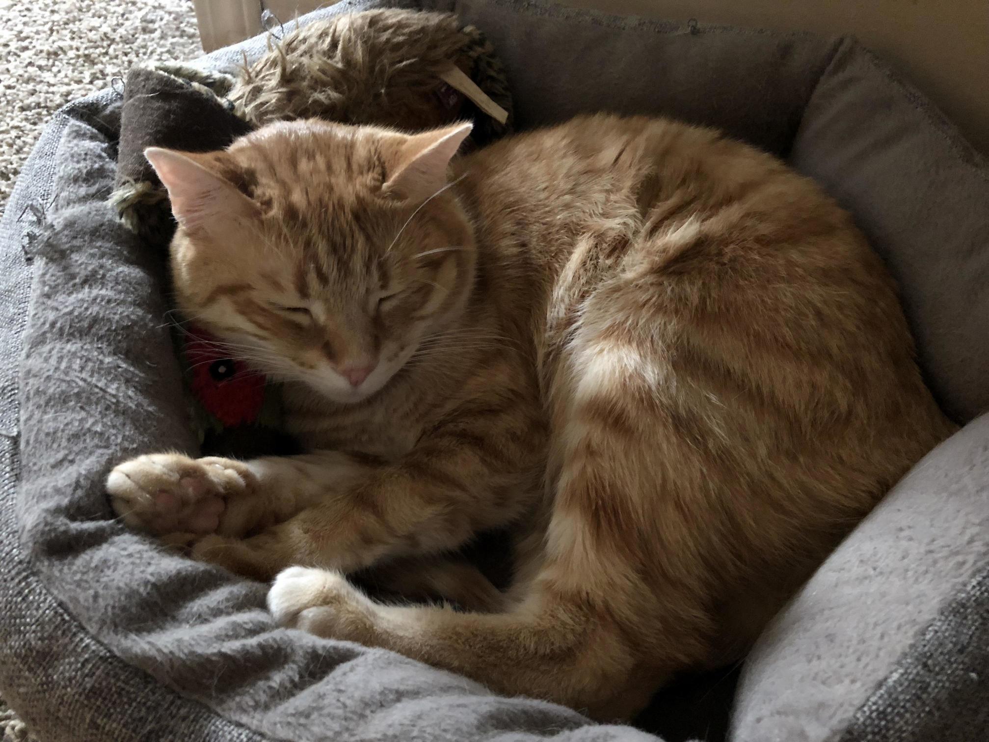Cuddles with His Duck on This Rainy Saturday.