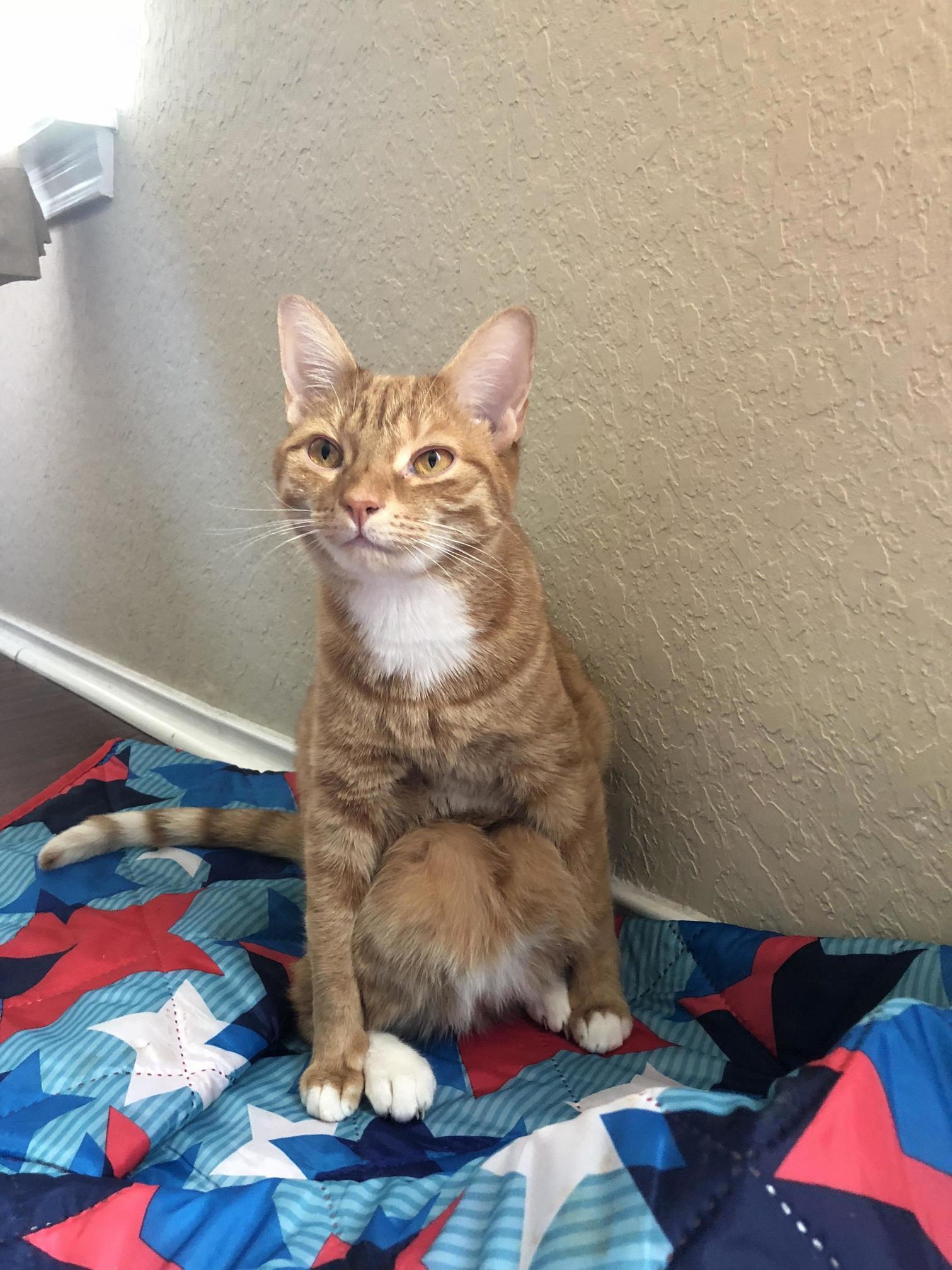 Does Anyone Elses Cat Sit Like This